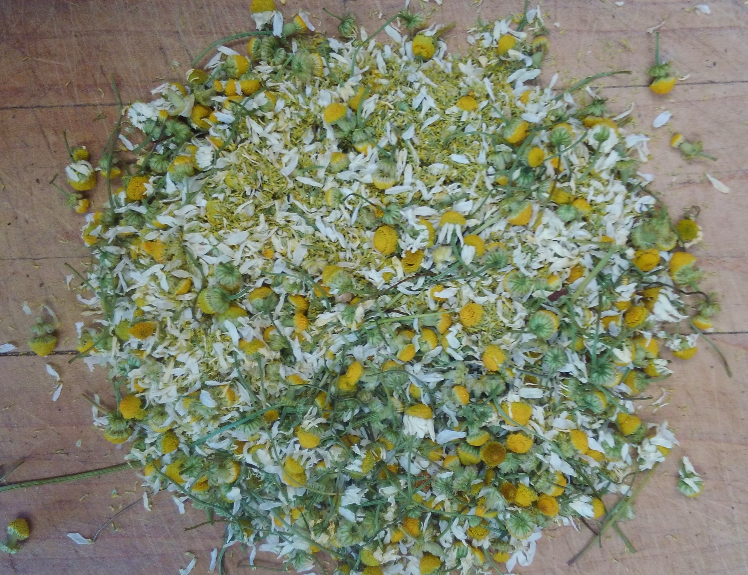 Chamomile, German, Dried Matricaria Chamomilla