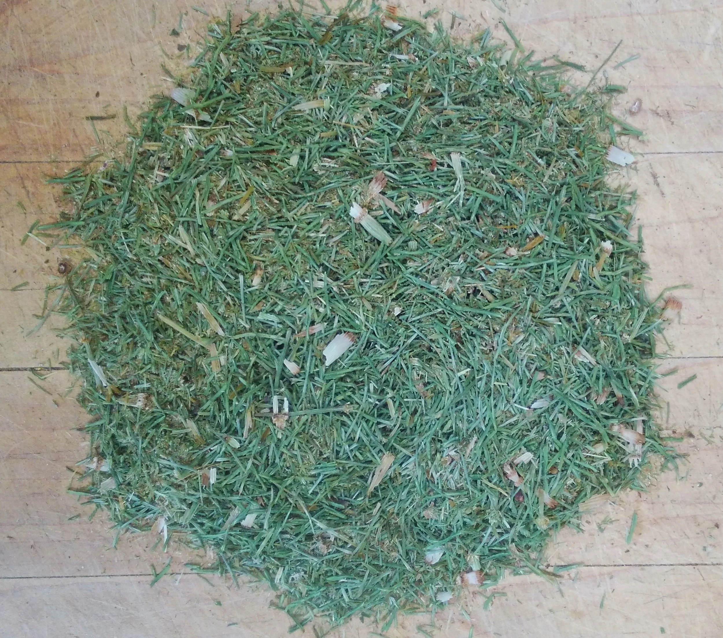 horsetaildried.JPG