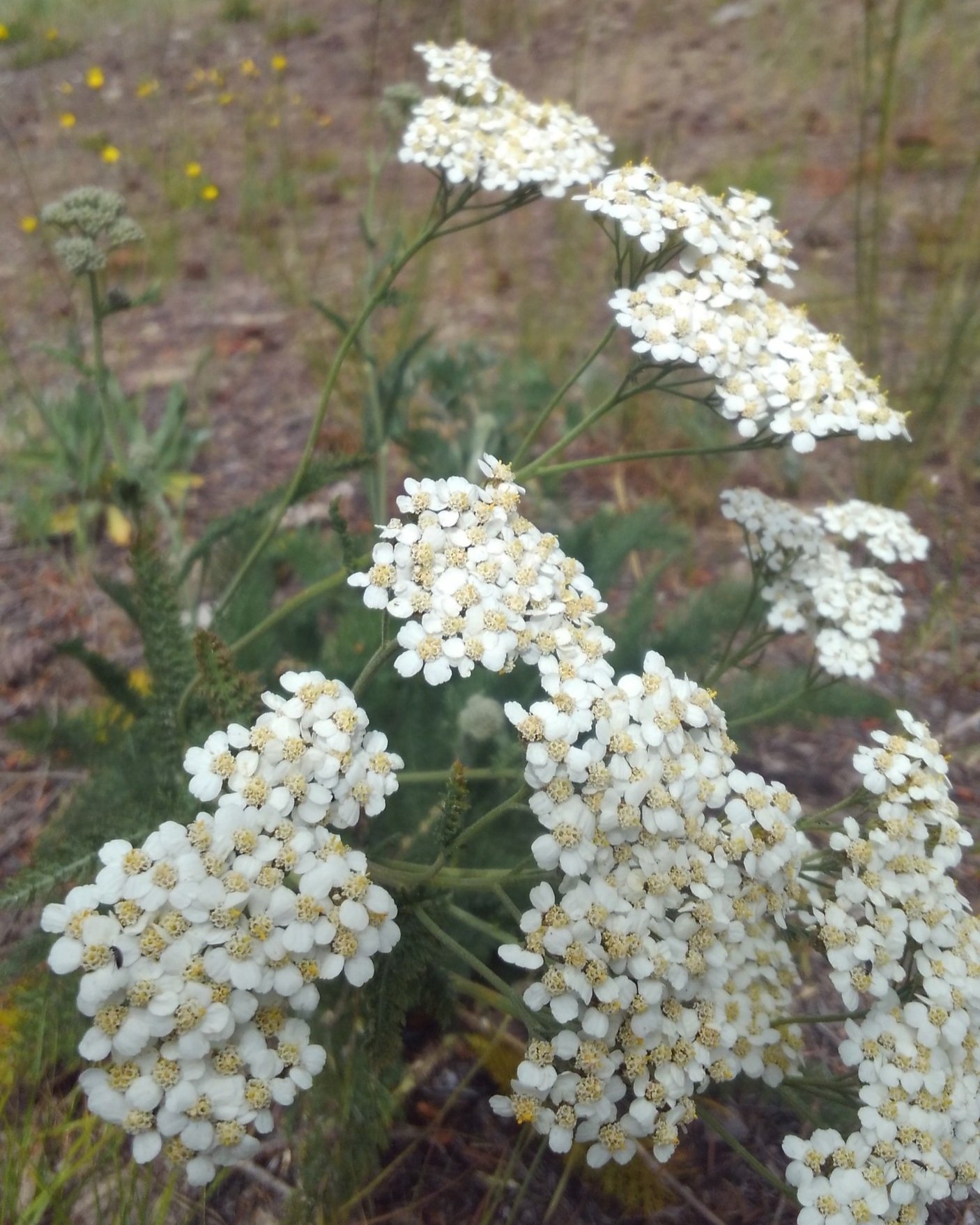 White Yarrow Seed