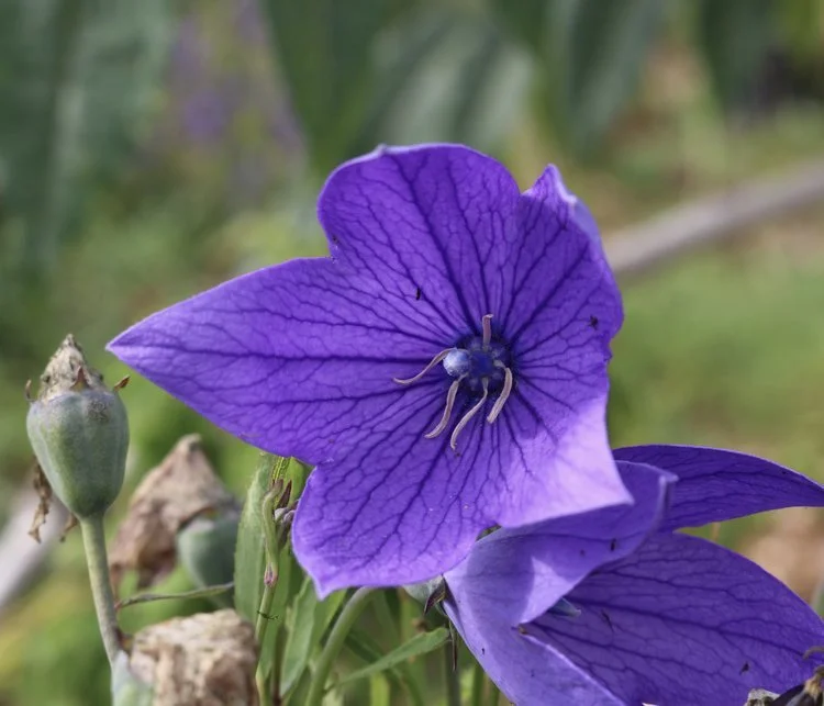 Balloon Flower Seed
