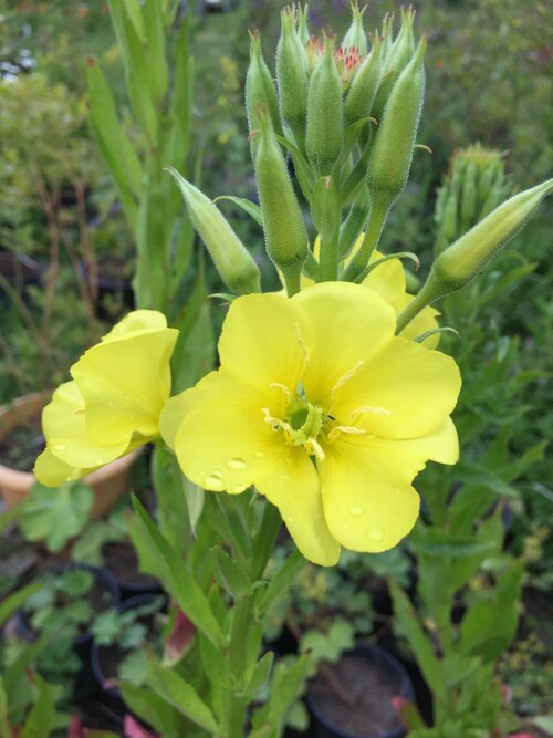 evening primrose.jpg