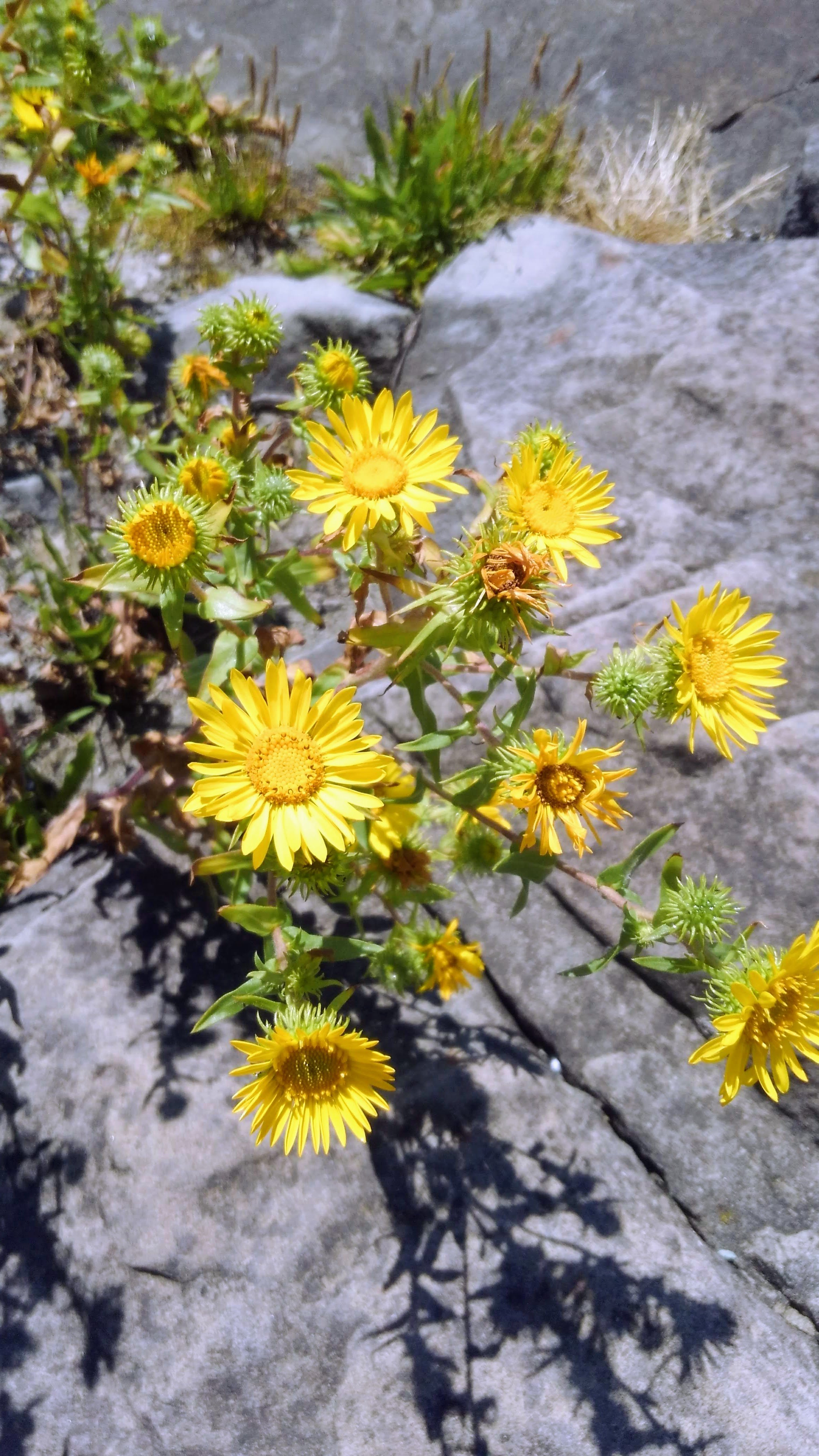Gumweed Seed