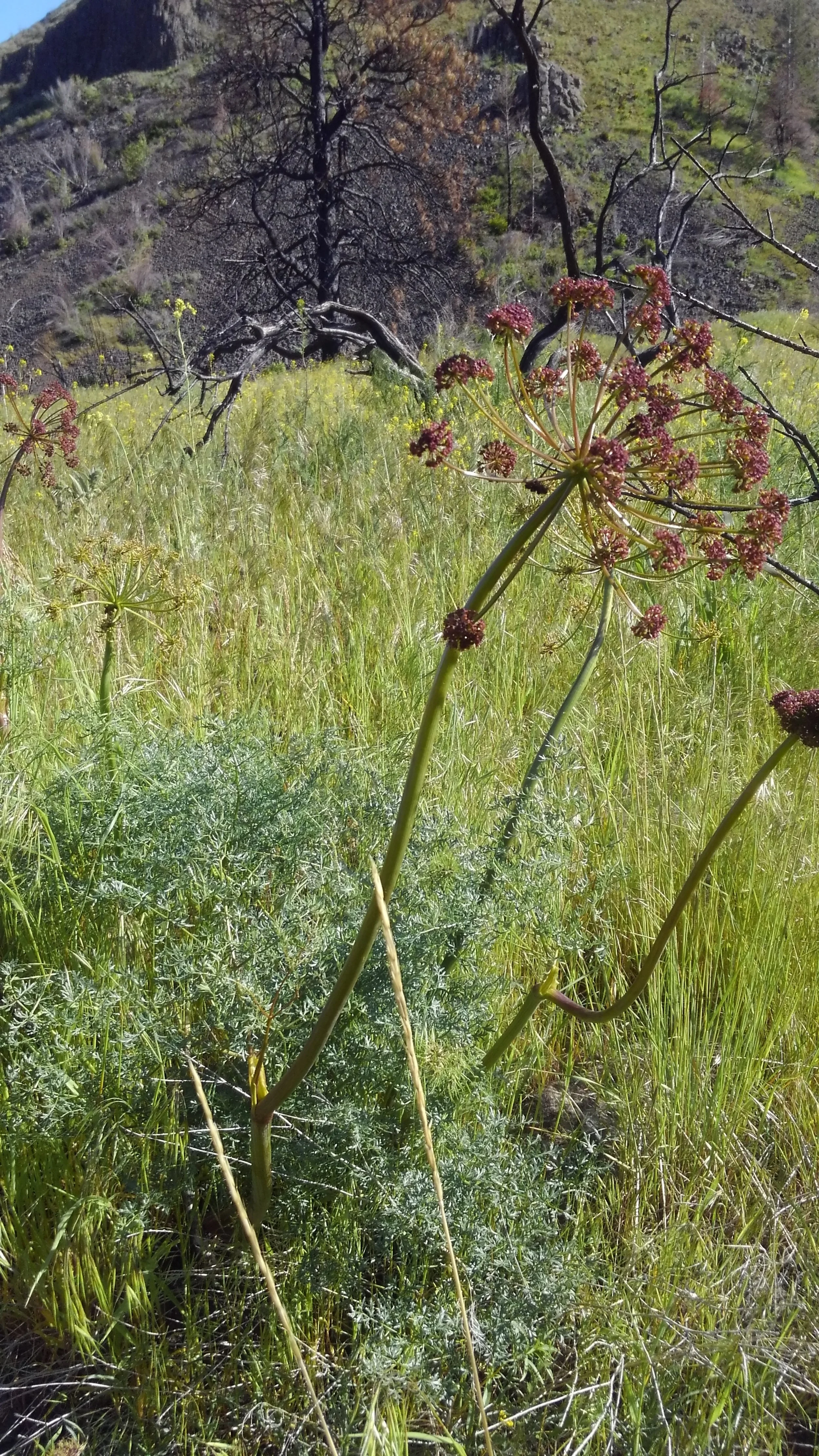 Lomatium dissectum Seed