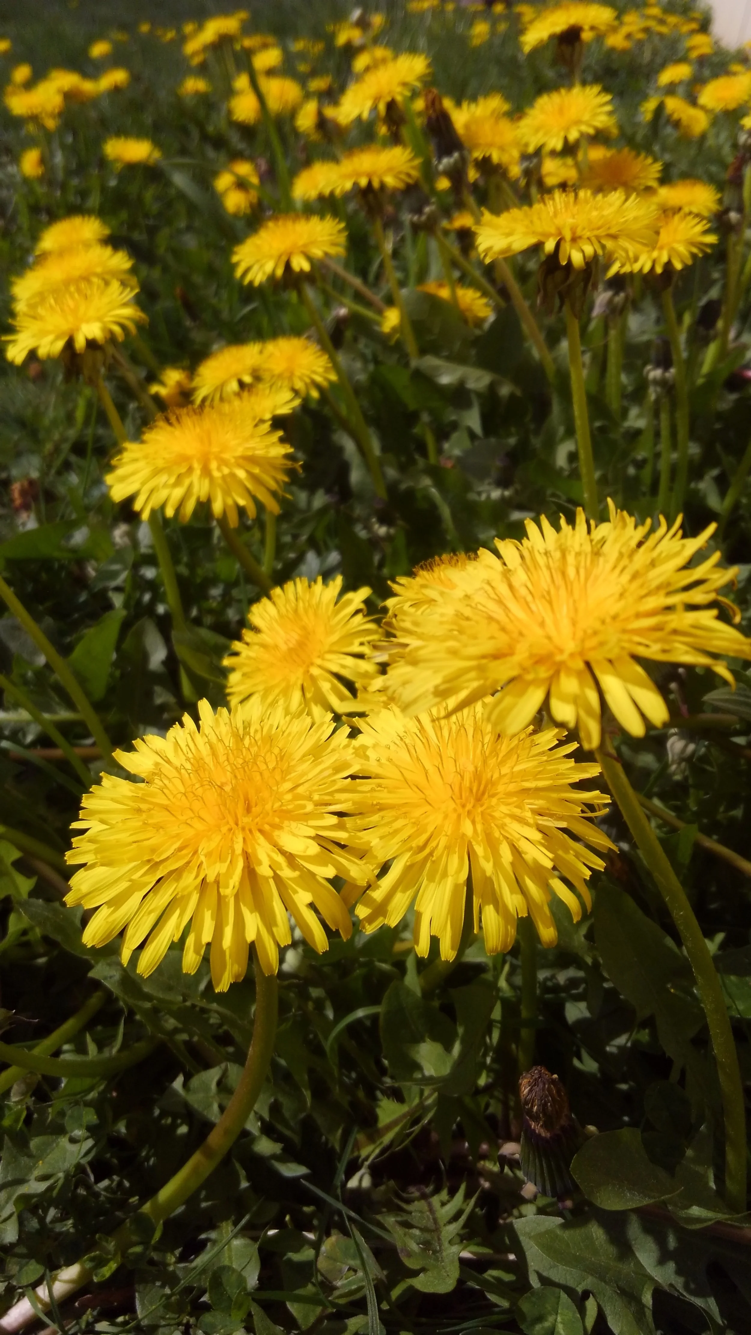 dandelion.JPG