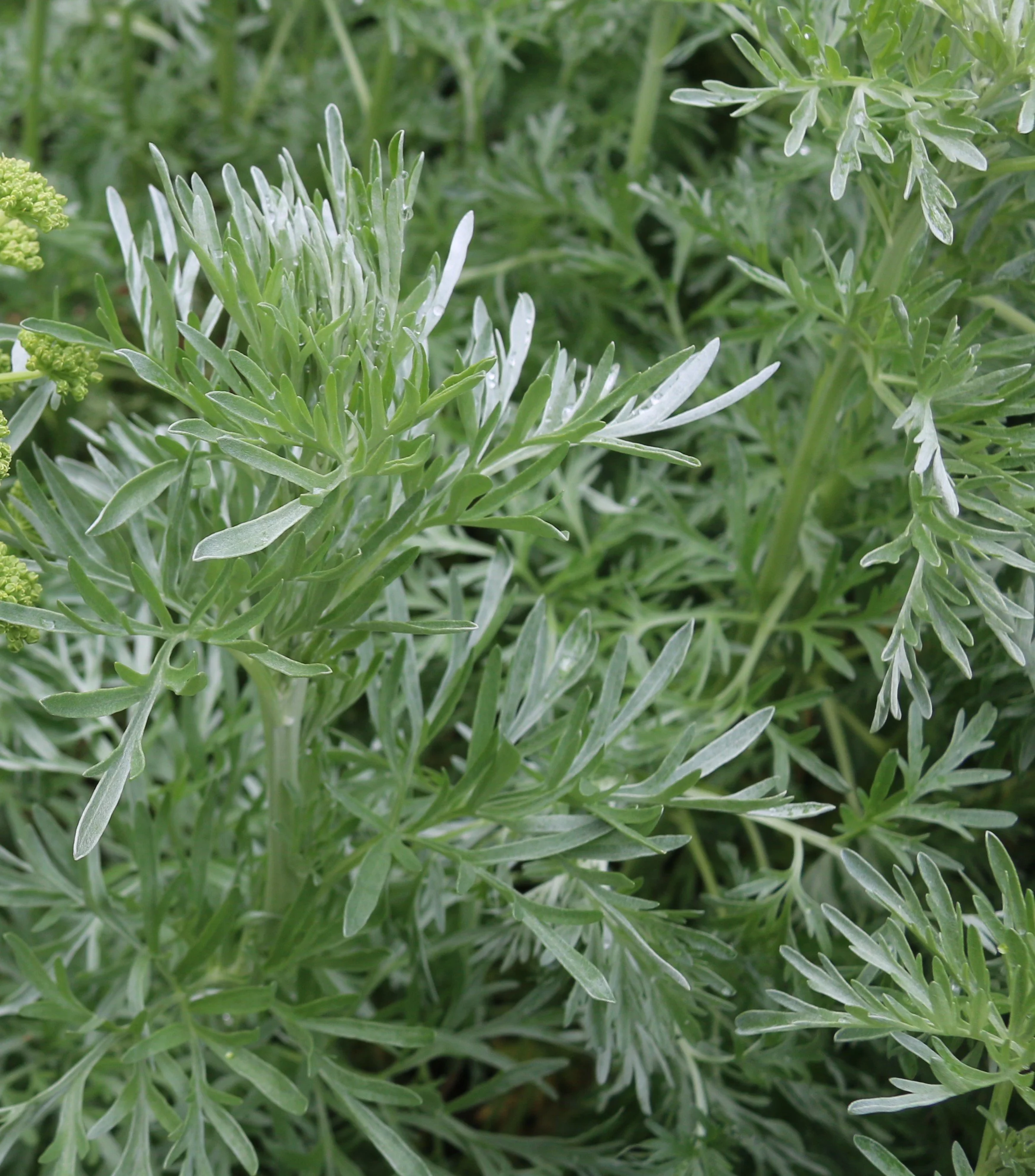 Wormwood Seed