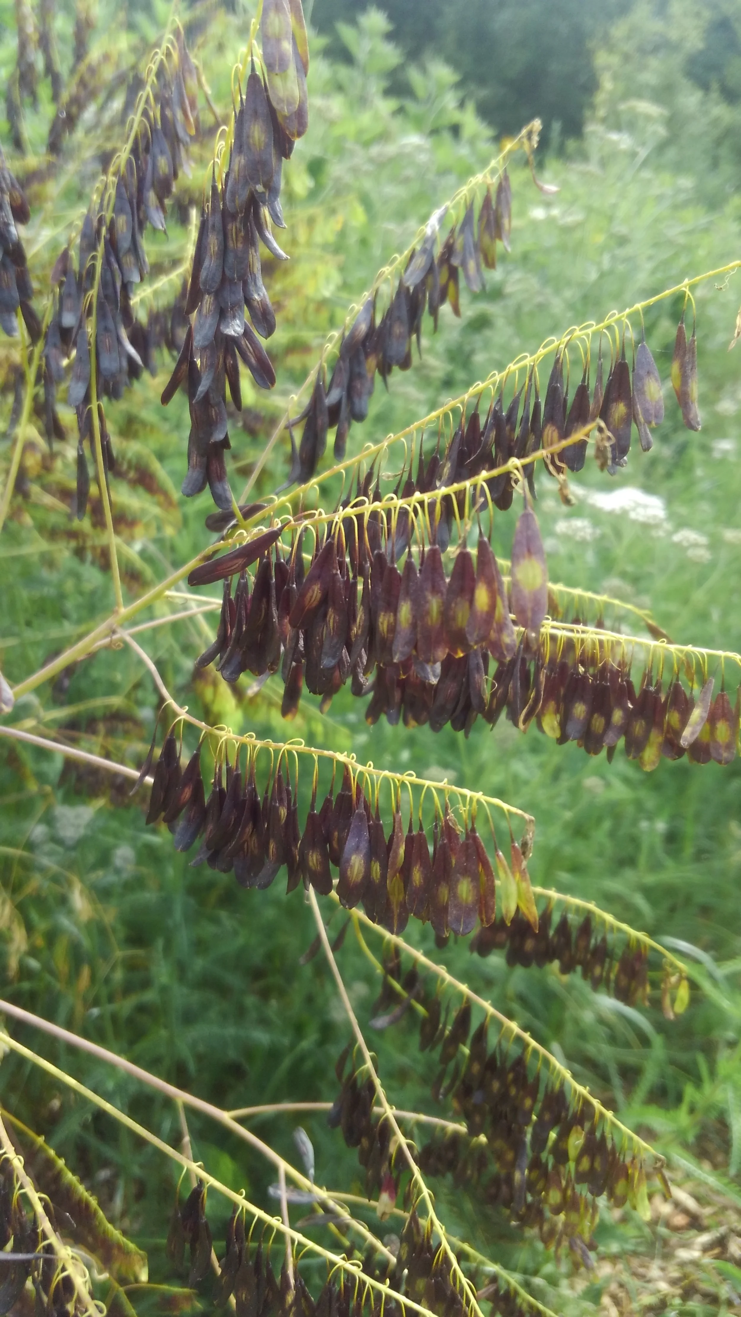 Woad Seed