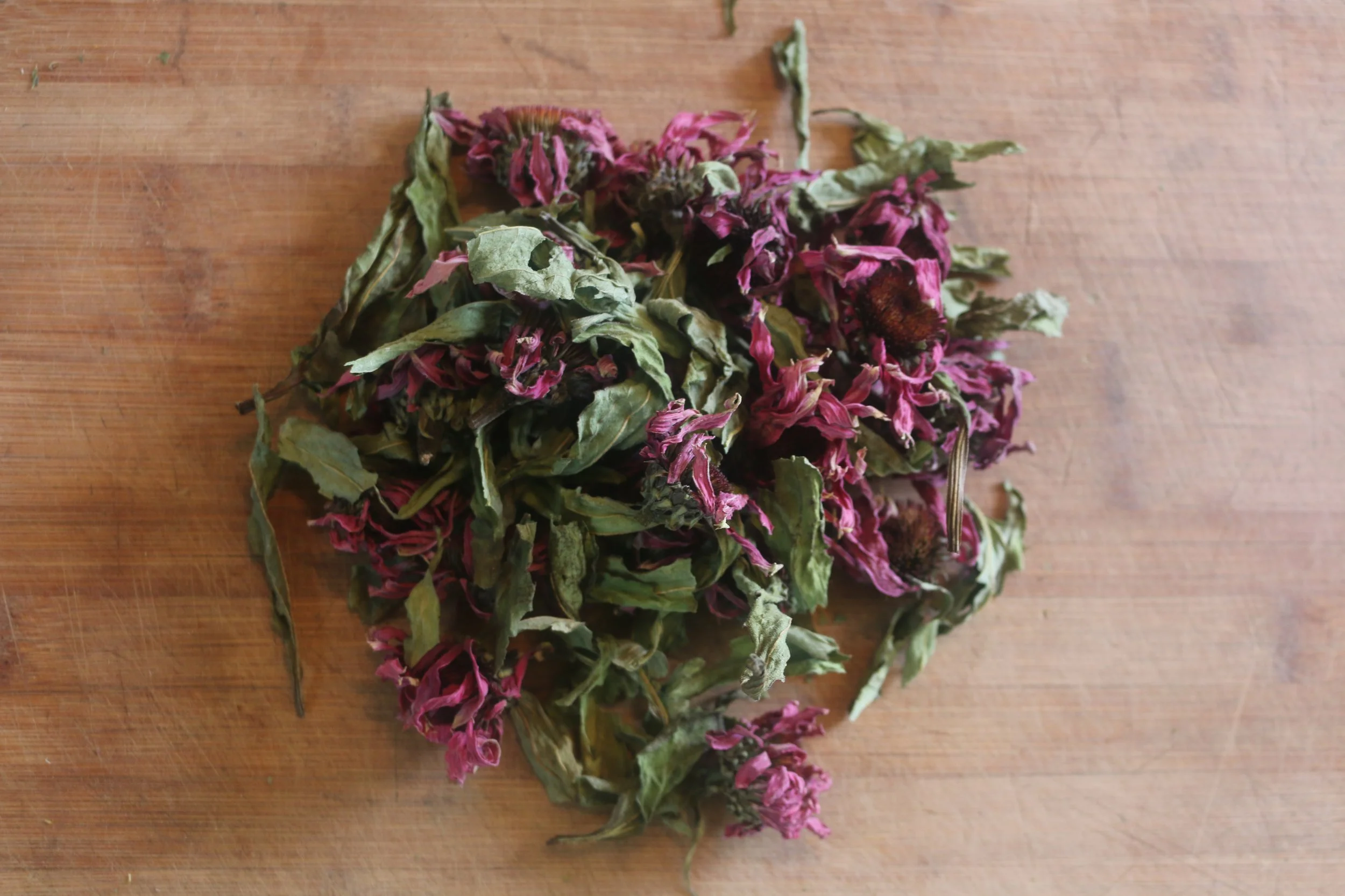 echinacealeafandflower.JPG