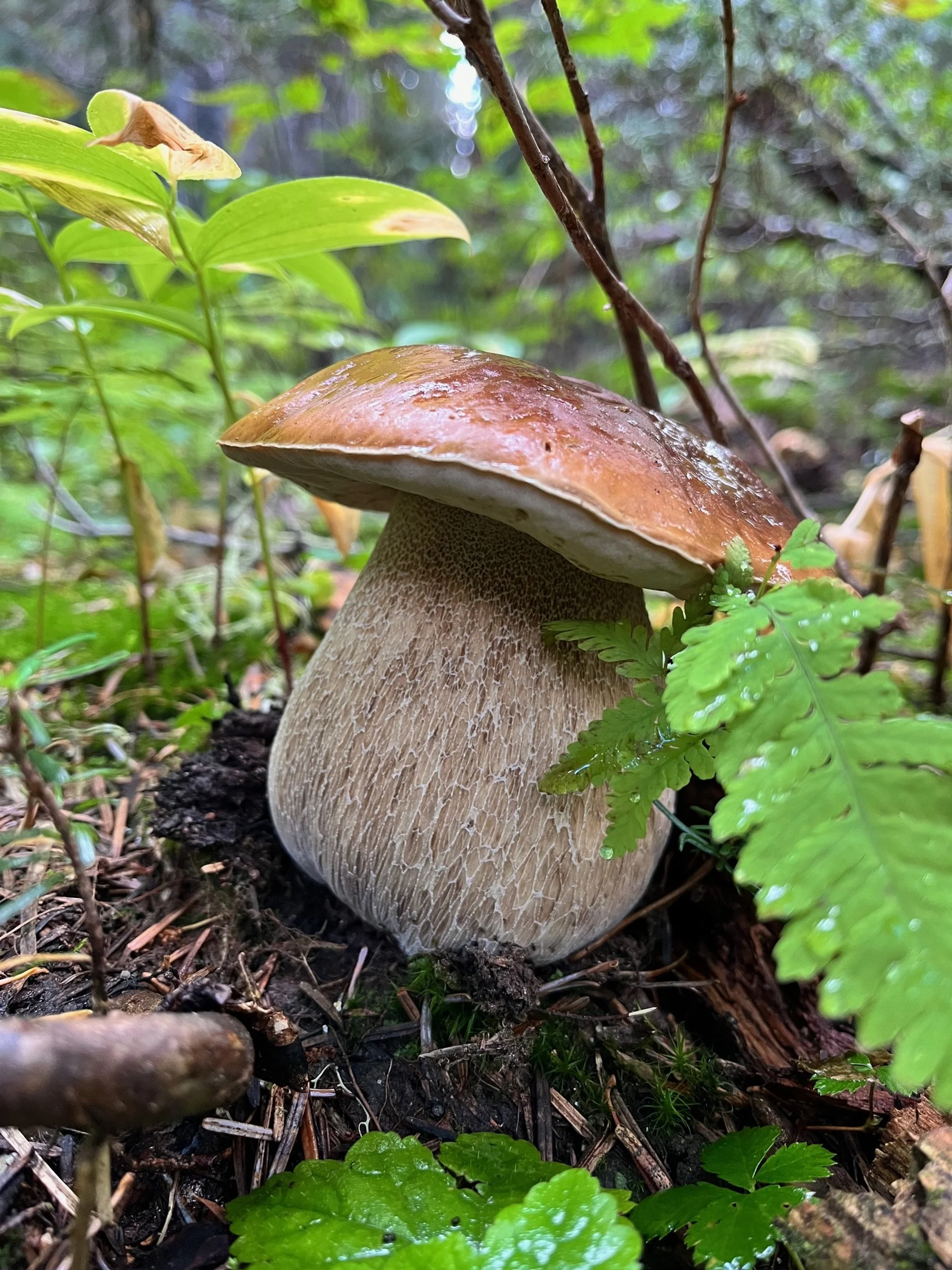 bolete.jpg
