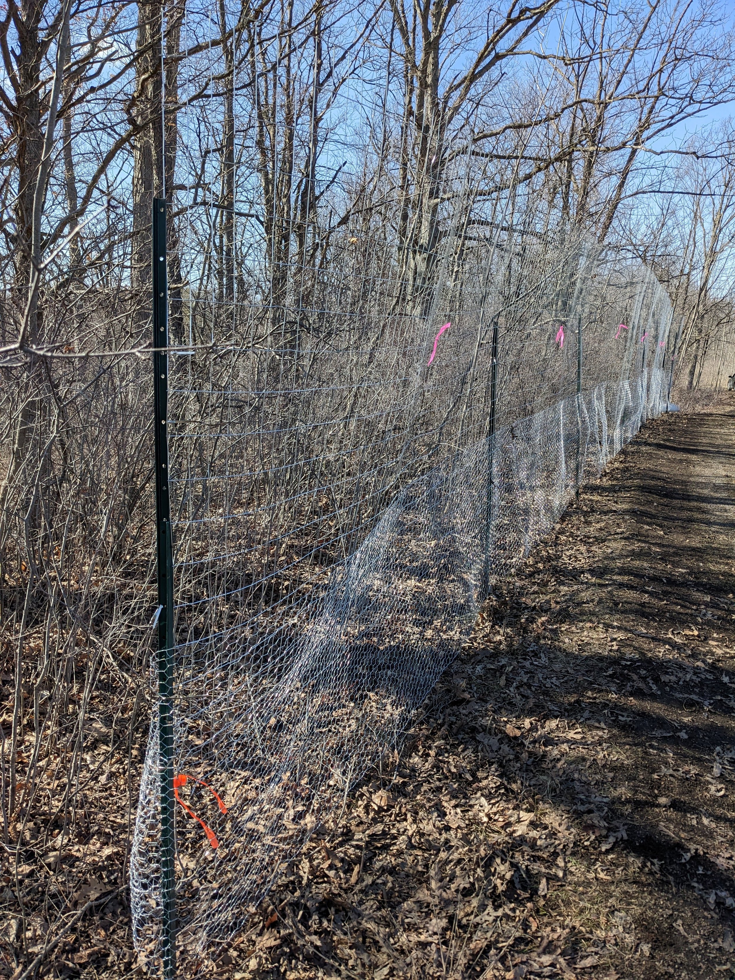 Deer exclusion fence in Sheelah Dunn Dooley Nature Sanctuary after the spring 2023 installation. Photo by Brittany Killingbeck. 