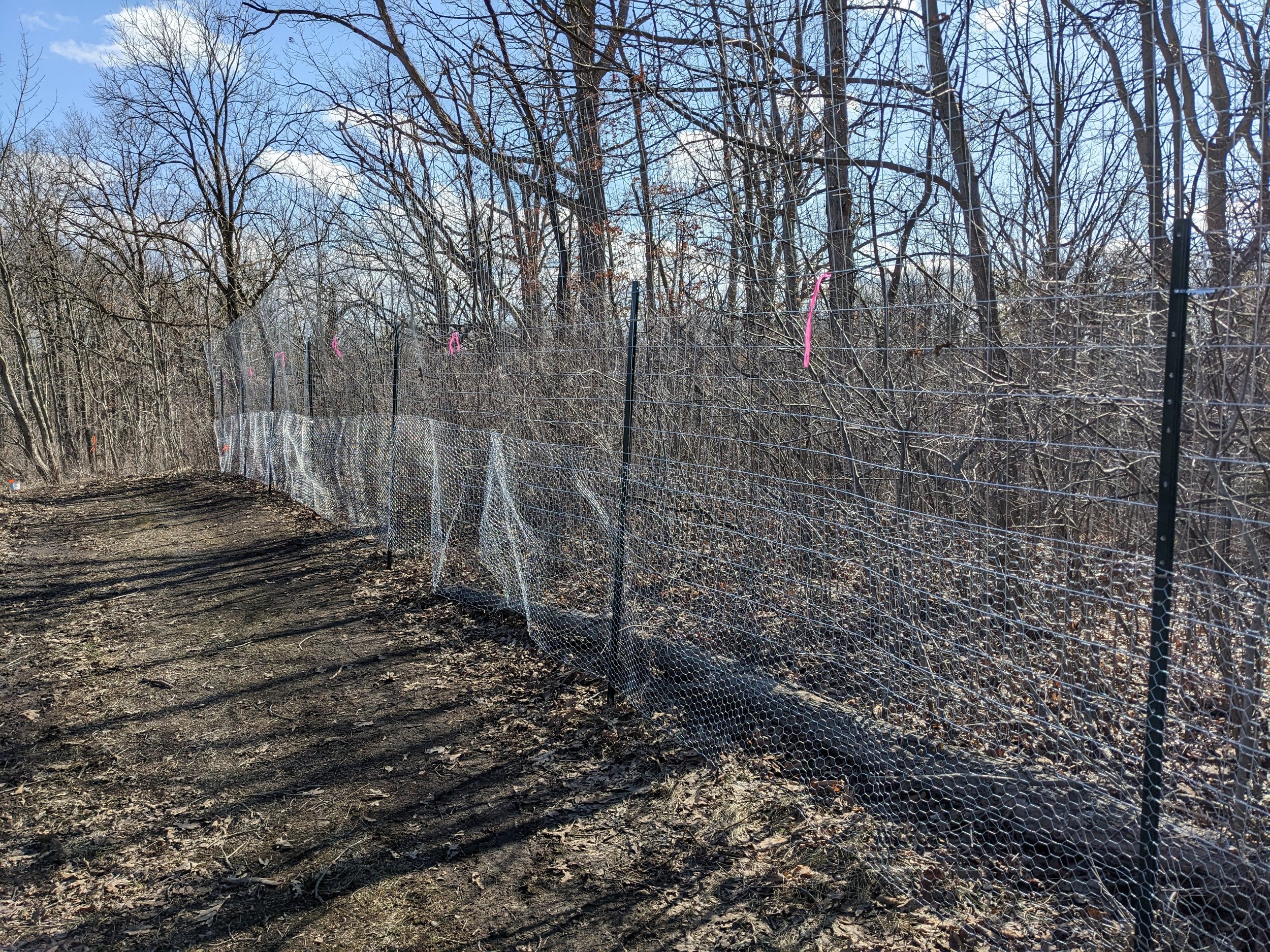 Deer exclusion fence in Sheelah Dunn Dooley Nature Sanctuary after the spring 2023 installation. Photo by Brittany Killingbeck. 