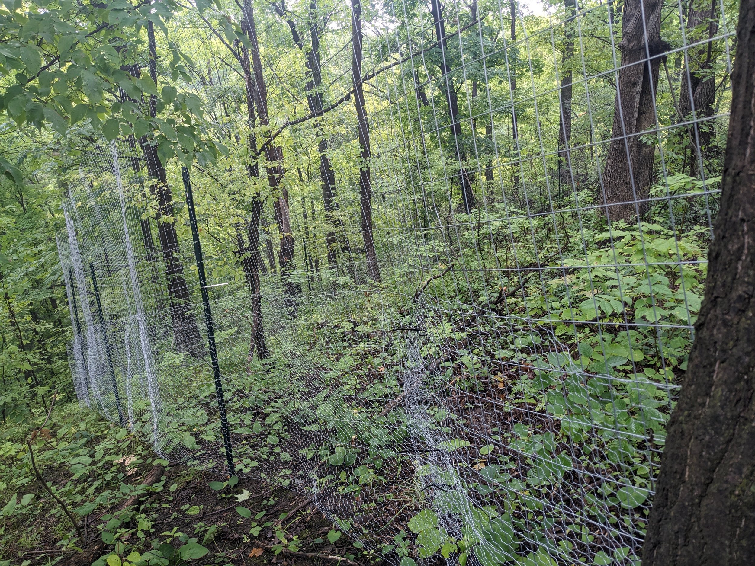 Deer exclusion fence in Sheelah Dunn Dooley Nature Sanctuary in August 2023. Photo by Brittany Killingbeck. 