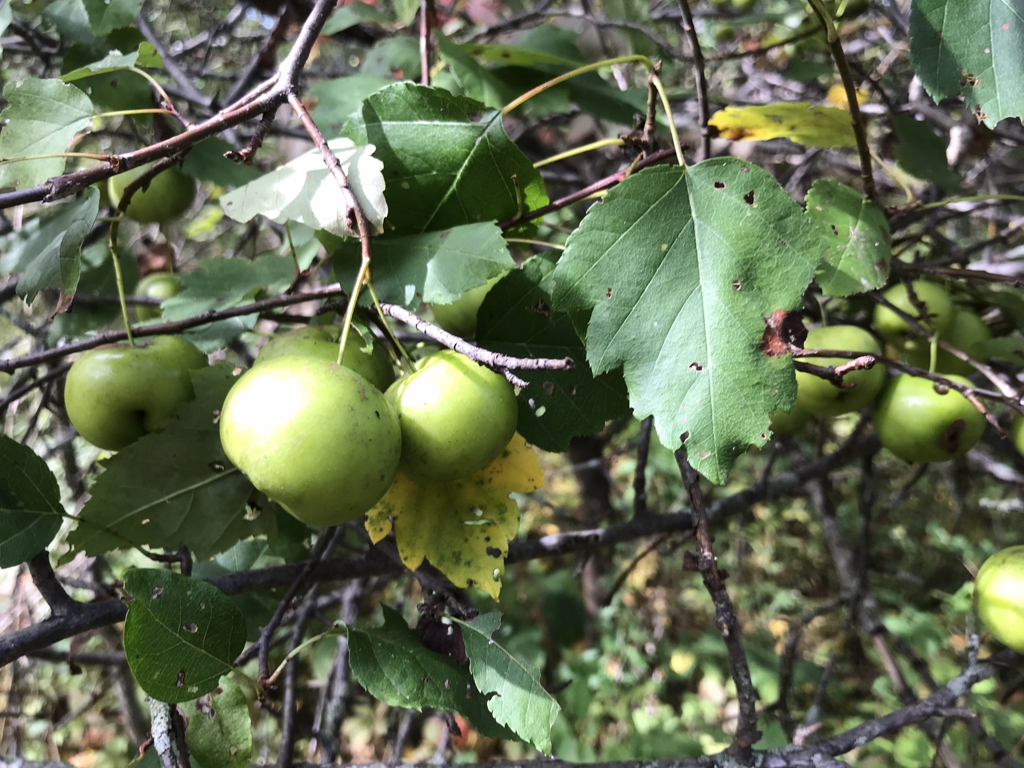  One of our sites had several native American Crabapple trees, with their characteristically green fruit. These fruits are larger than the typical cultivated crabapples one may be more familiar with (Photo by Kasia Zgurzynski). 