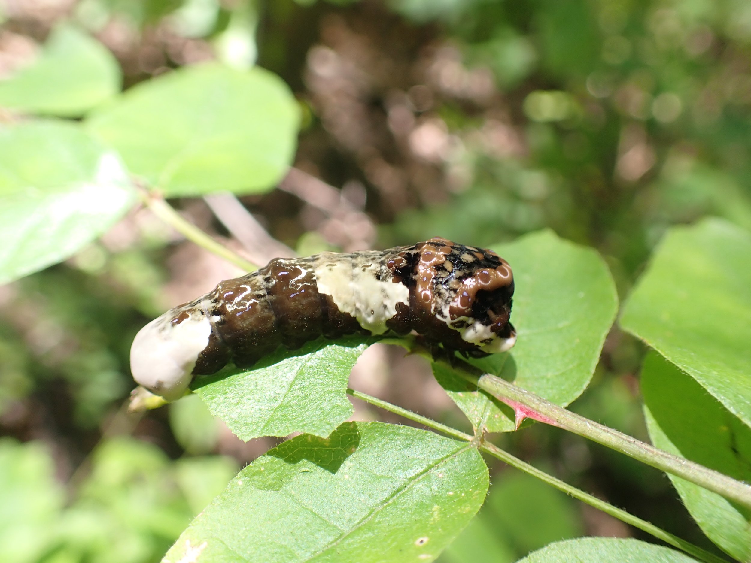  The Prickly Ash is a small native tree that is the host plant for the Giant Swallowtail Butterfly. On one of our site visits, we were delighted to find many of their caterpillars in a small grove of Prickly Ash (Photo by Kasia Zgurzynski). 