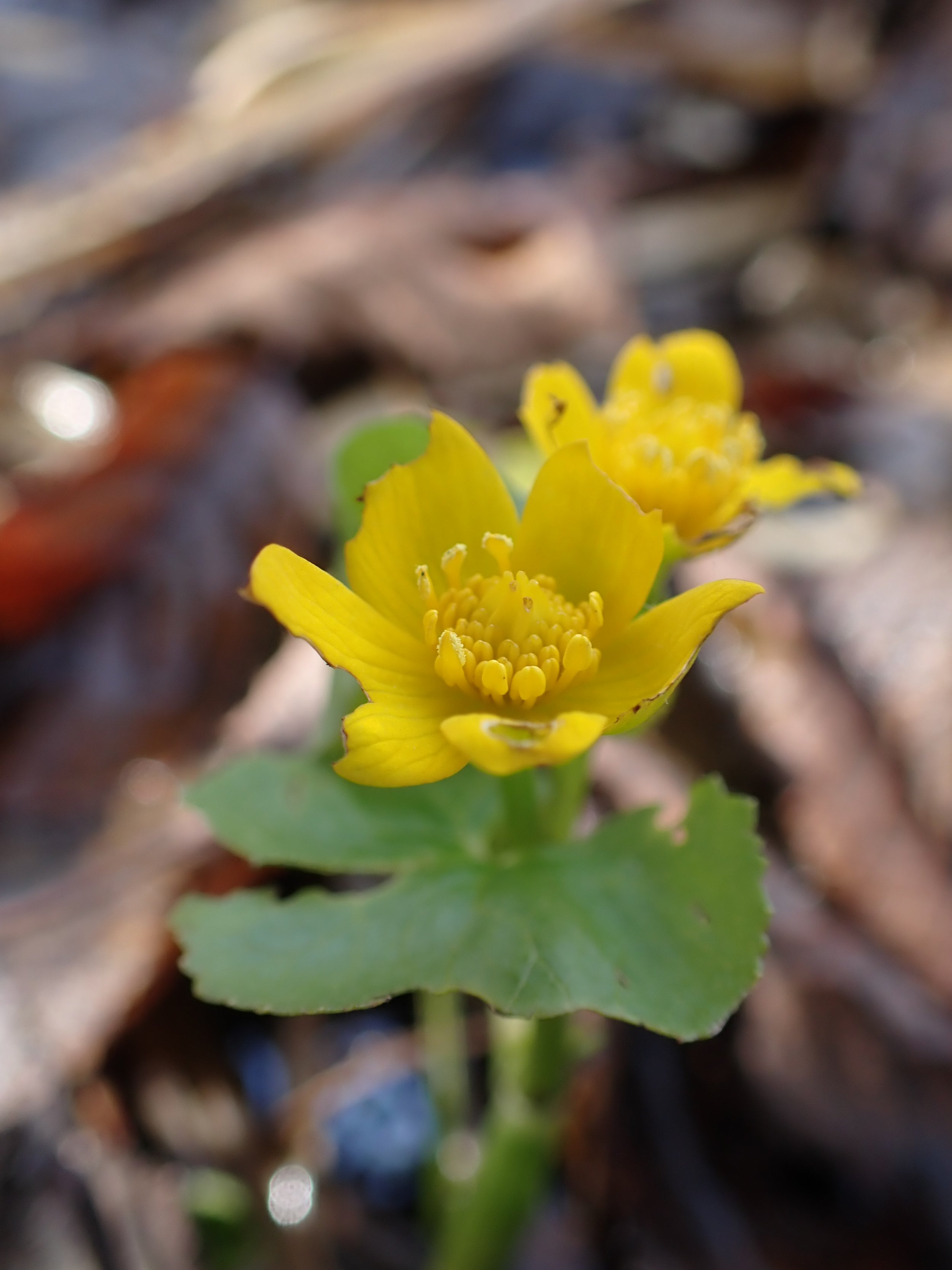  A Marsh Marigold, that typically blooms in the spring, was seen blooming on a fall visit, perhaps fooled by the fluctuating temperatures (Photo by Kasia Zgurzynski).  