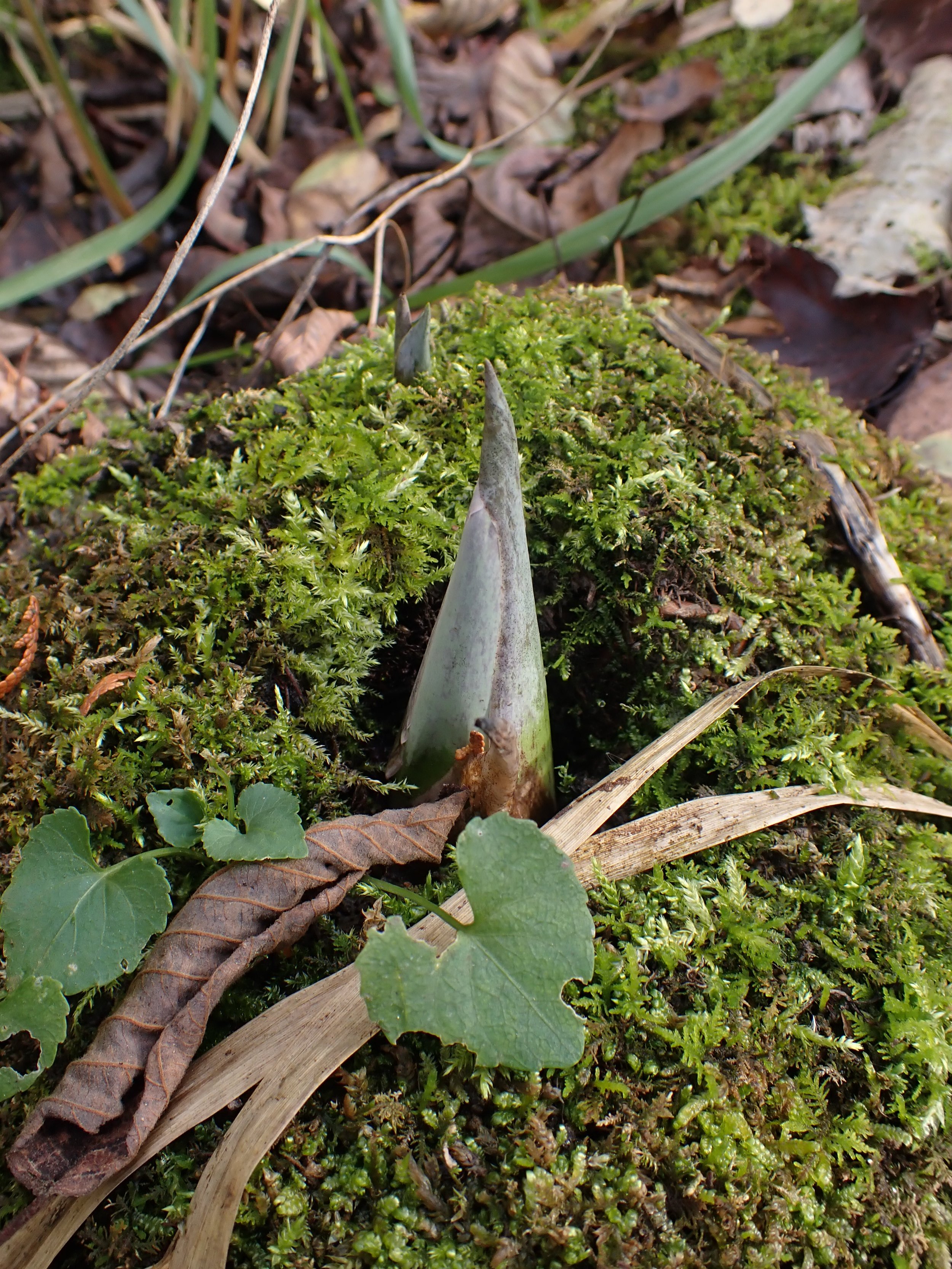 An Eastern Skunk Cabbage bud tucked into a mossy nook in a swamp (Photo by Kasia Zgurzynski)&nbsp;. 