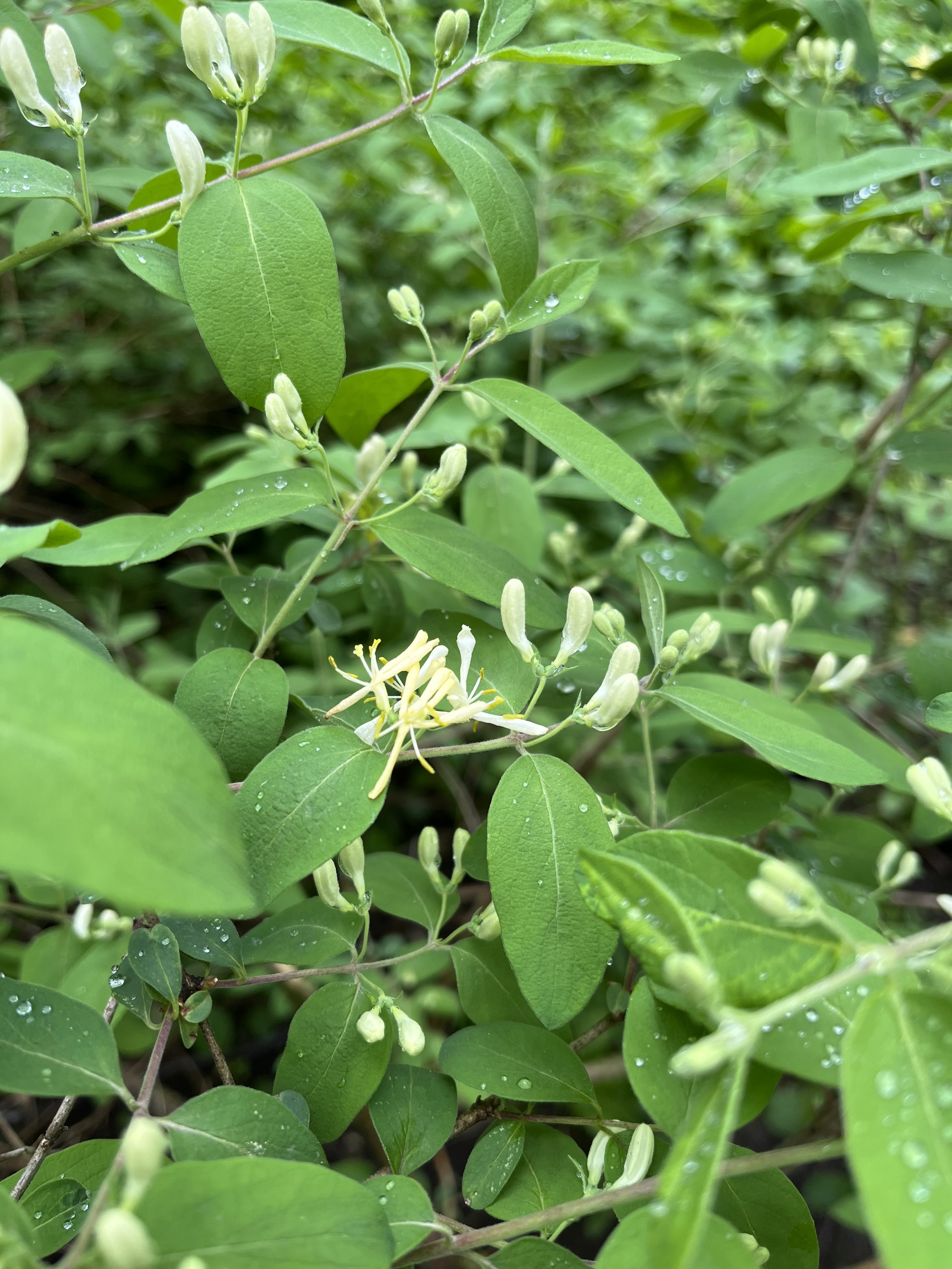  An invasive honeysuckle opening its flowers (Photo by Megan Roulston). 