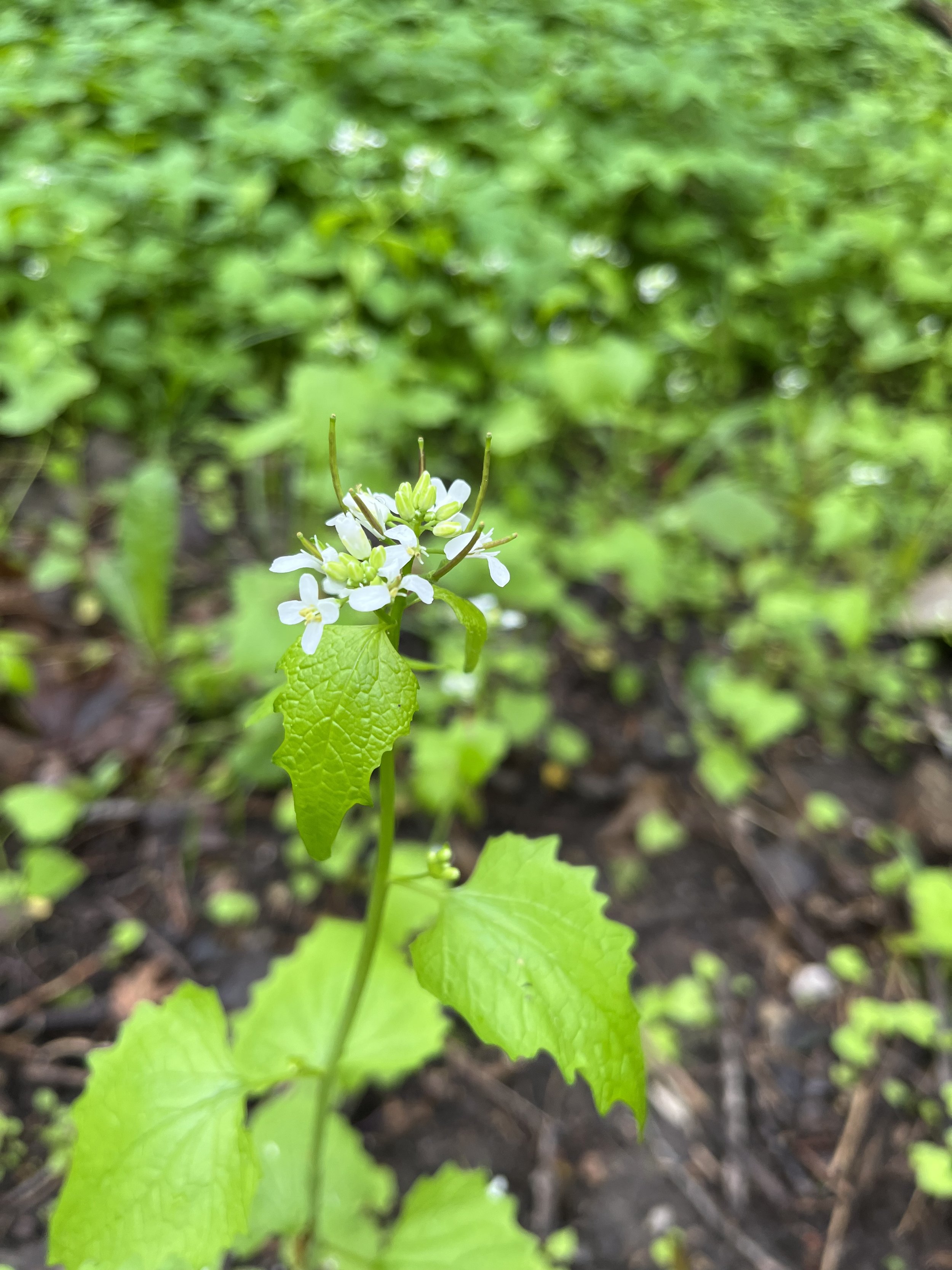  Garlic Mustard is a common sight in the forest understory (Photo by Megan Roulston). 