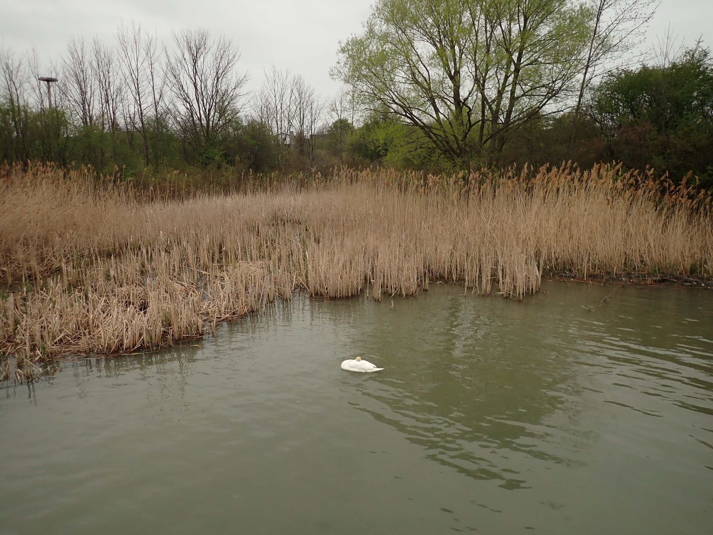  The aggressive European Reed taking over the riparian zone of a lake’s edge (Photo by Kasia Zgurzynski). 