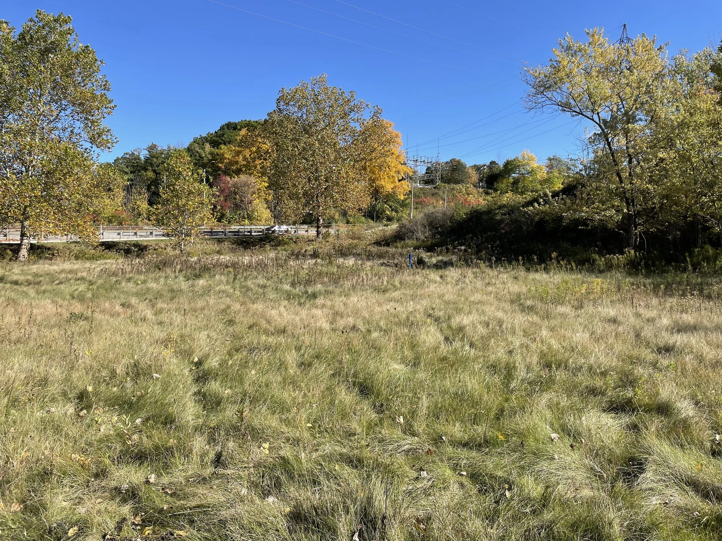 New Cootes Drive Vernal Pools Create Critical Habitat for Wildlife ...