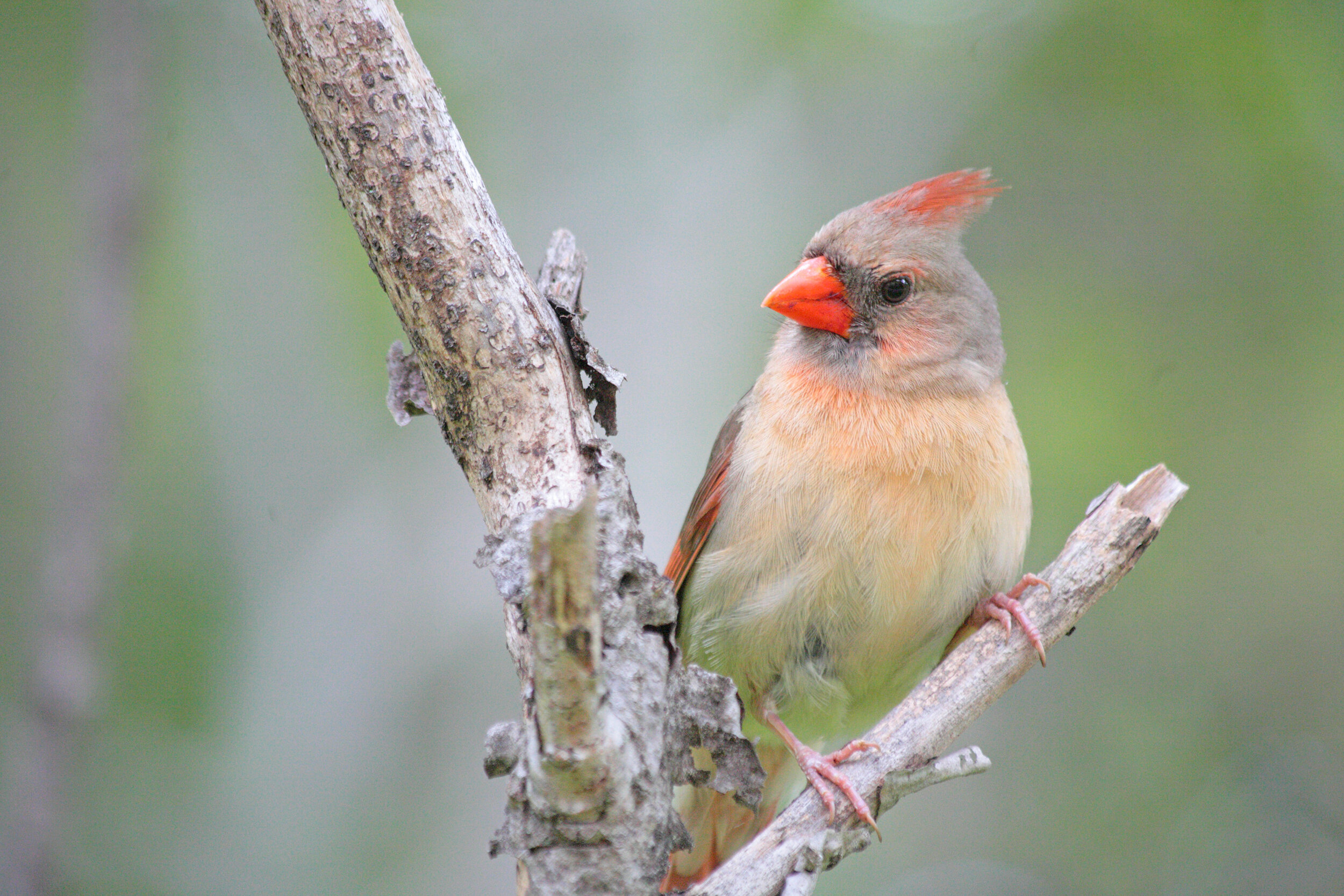 Cootes to Escarpment EcoPark System