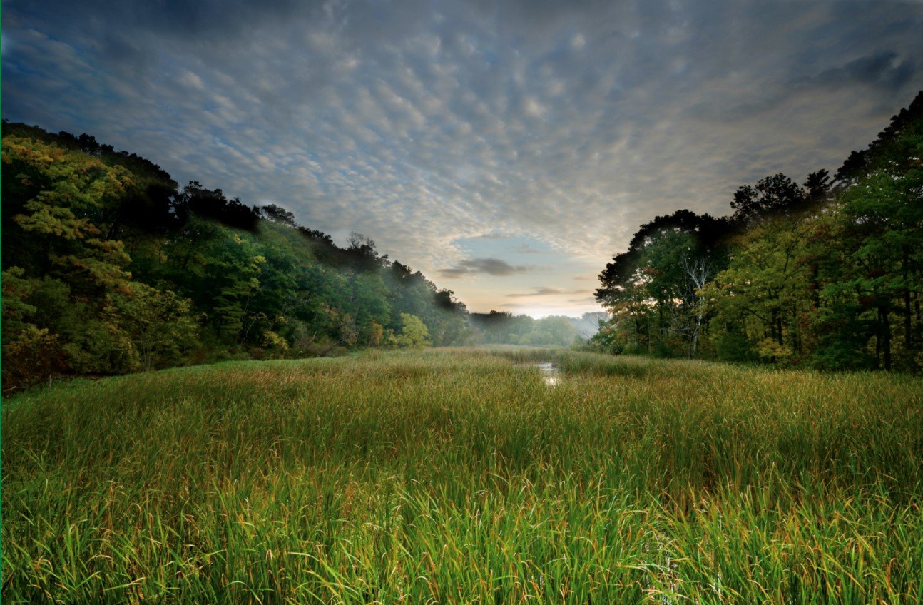 Aquatic Plants in Wetlands.jpg