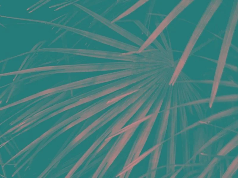 The 2022 Barefoot Gala Theme Is…