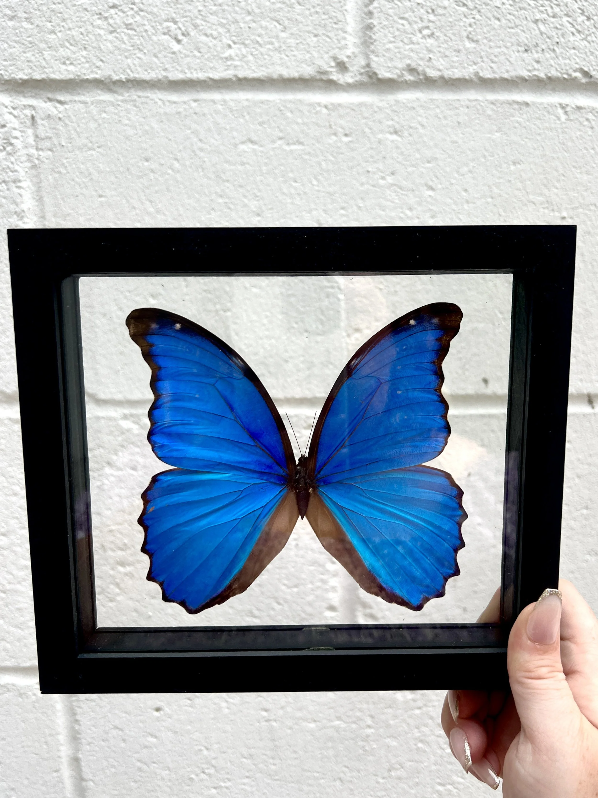 Blue Morpho