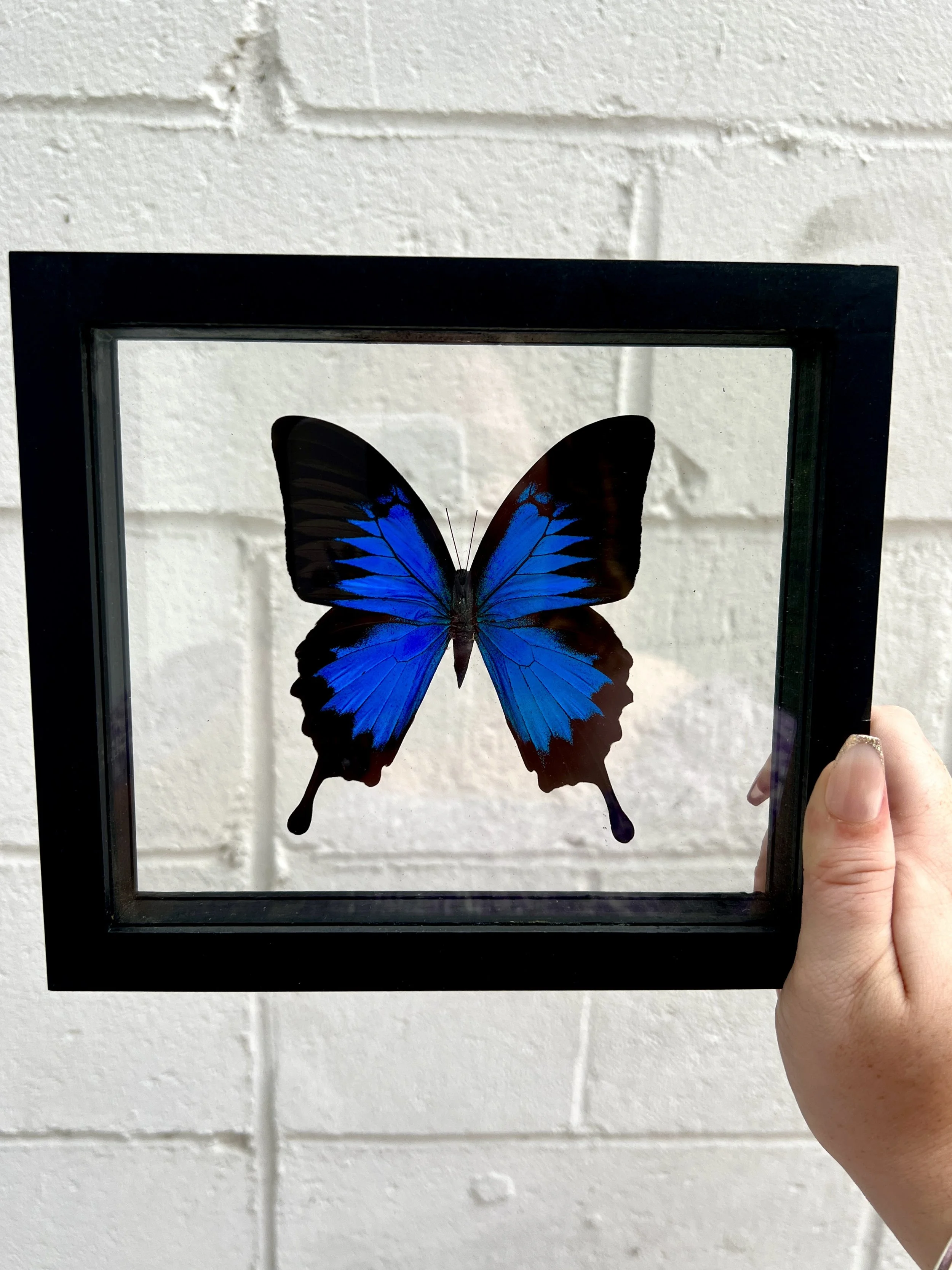 Ulysses Butterfly