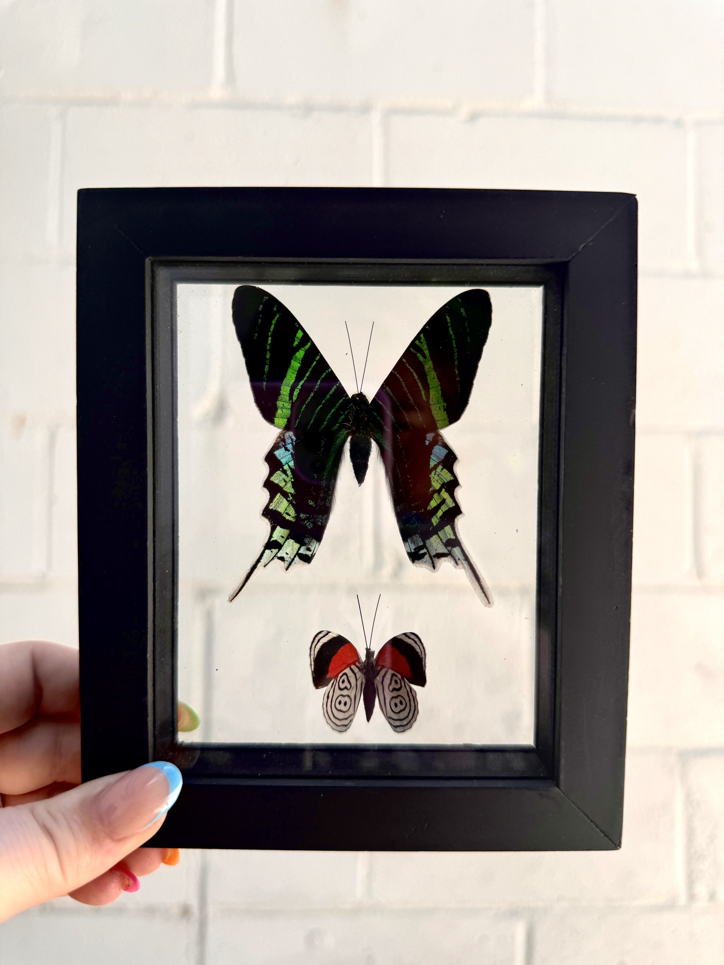 Double Butterflies