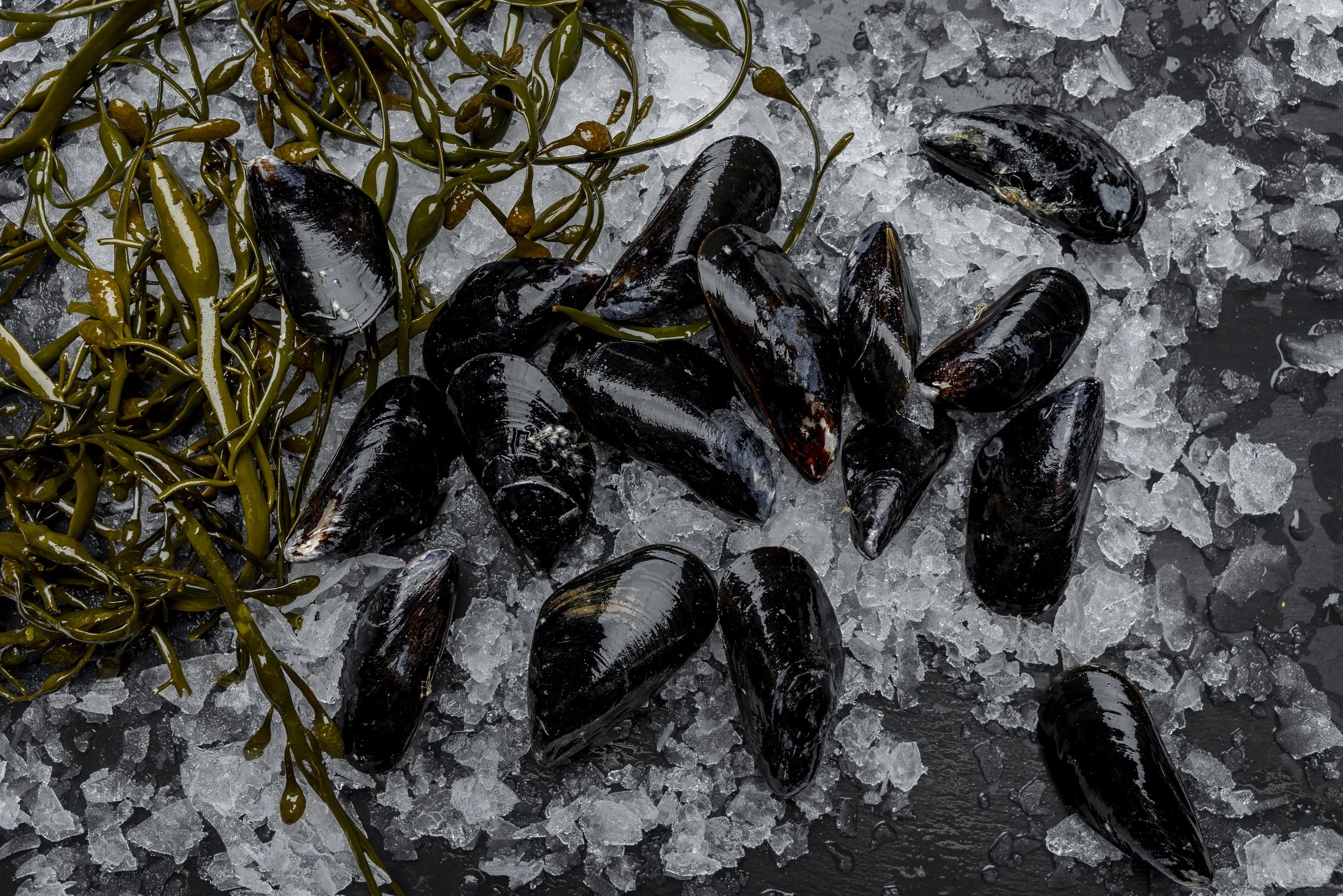 Chatham Mussels on ice