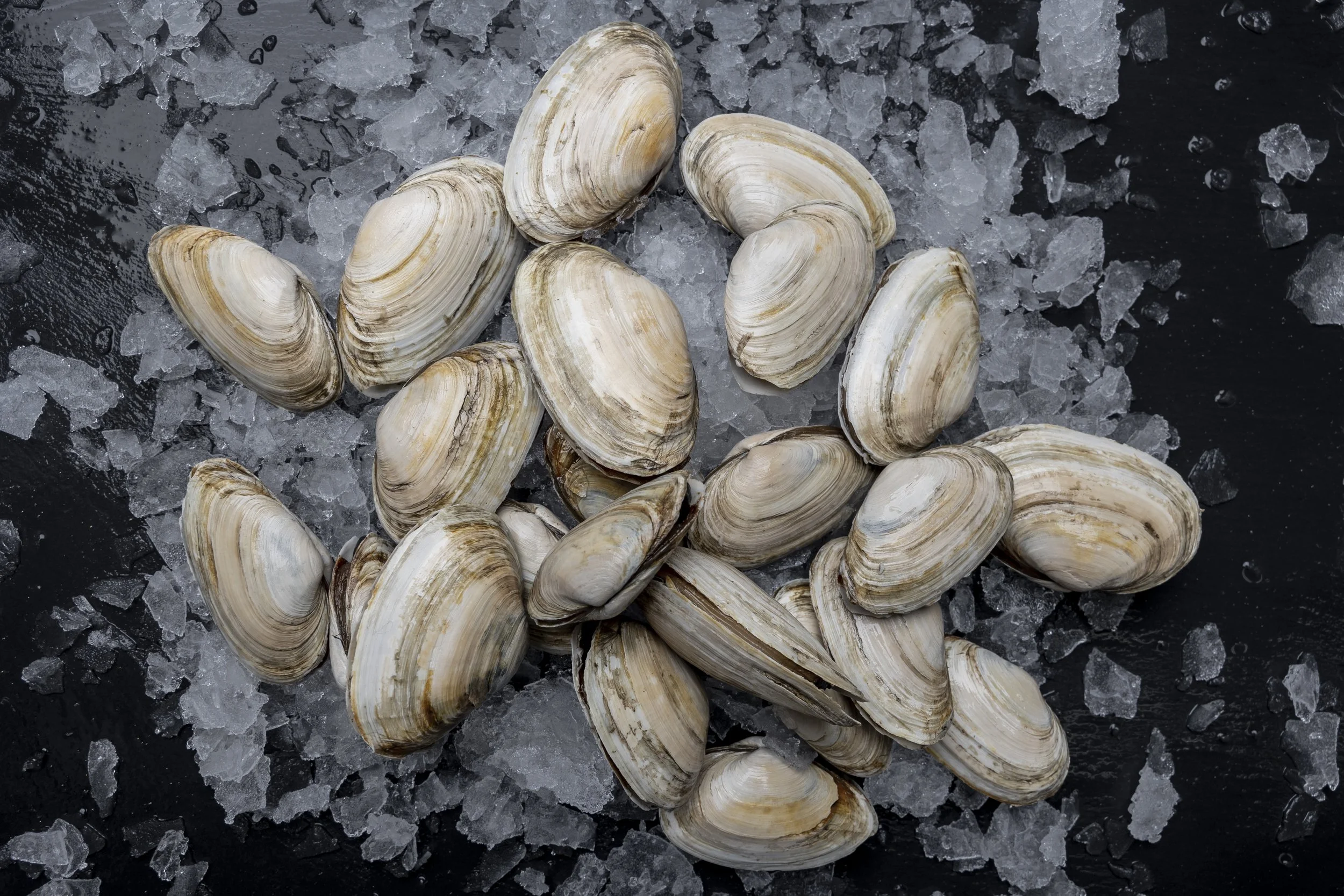 A pile of steamer clams on ice