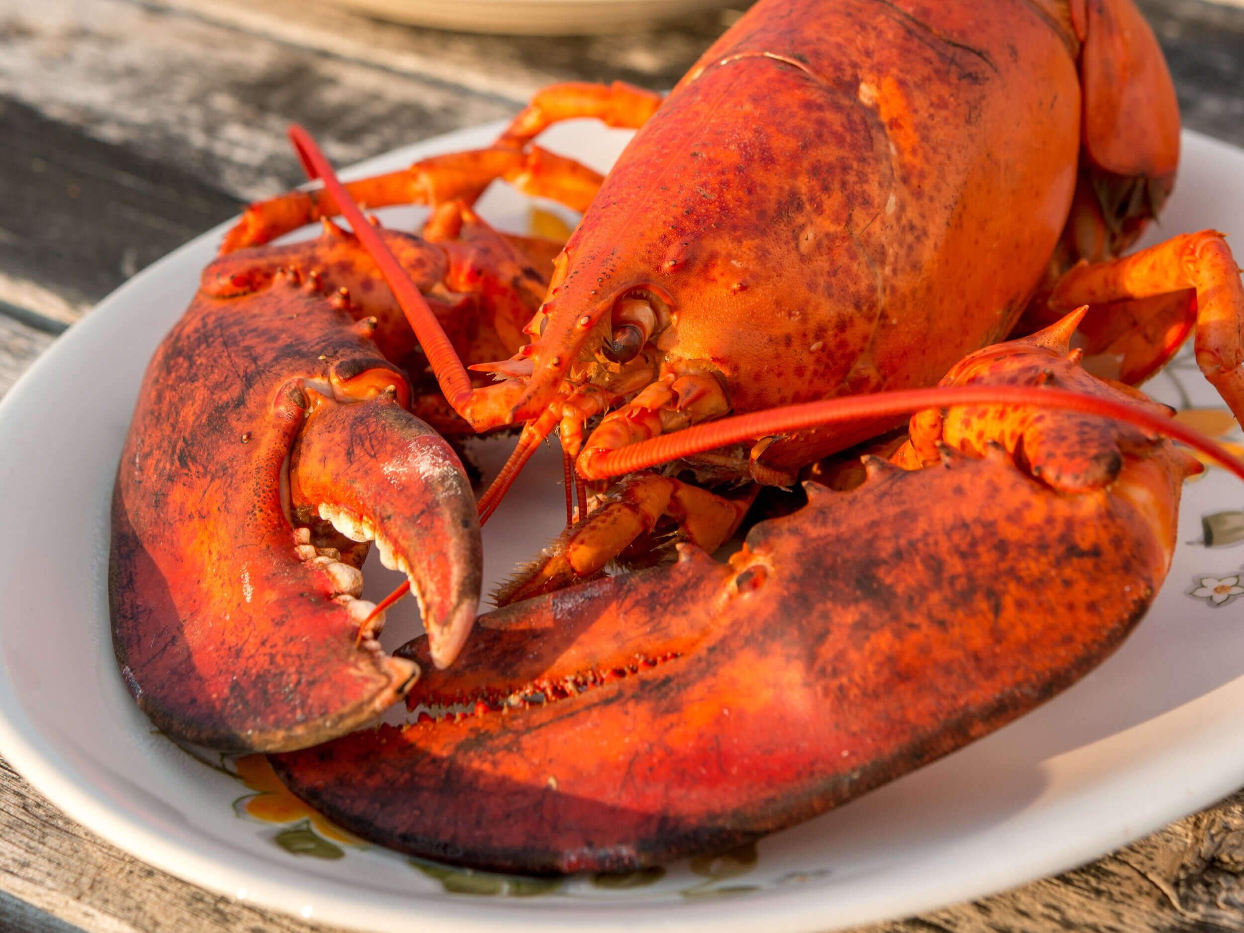 Cooked lobster on a plate ready to be cracked open