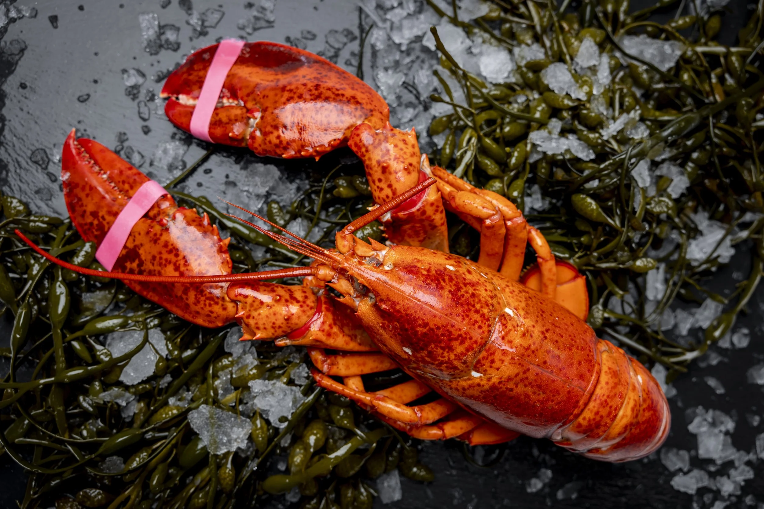 Fully cooked lobster ready to serve