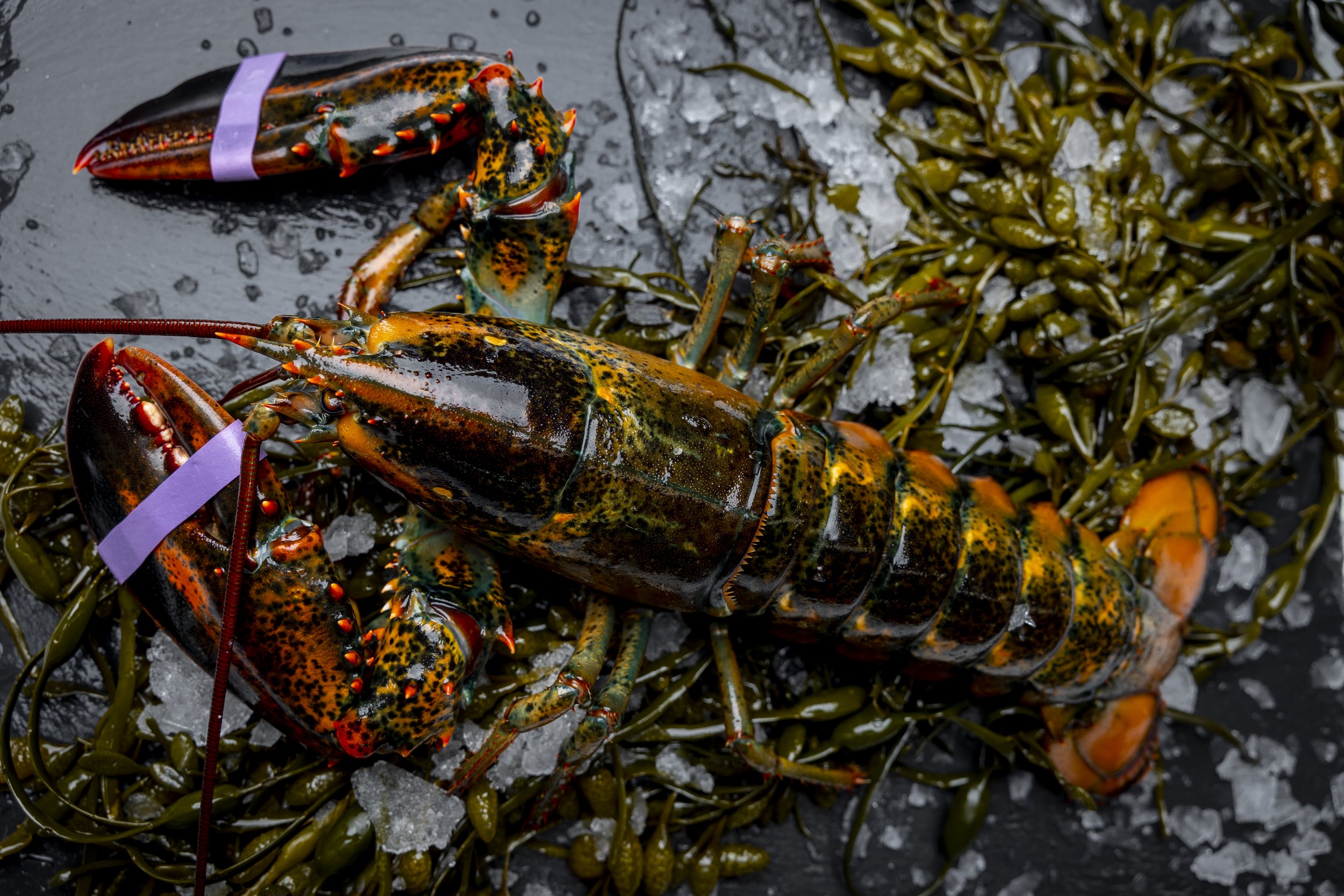 Uncooked lobster ready for steaming