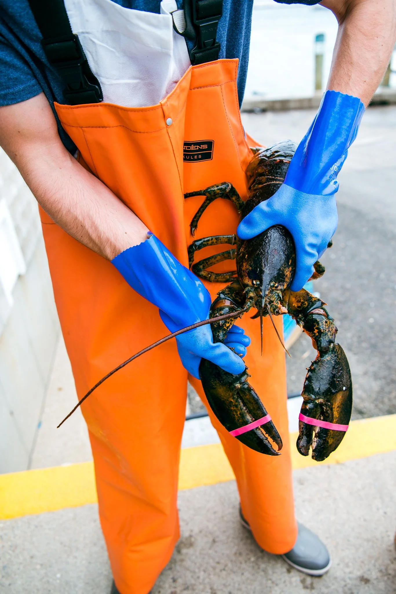Lobsterman holding a freshly caught lobster