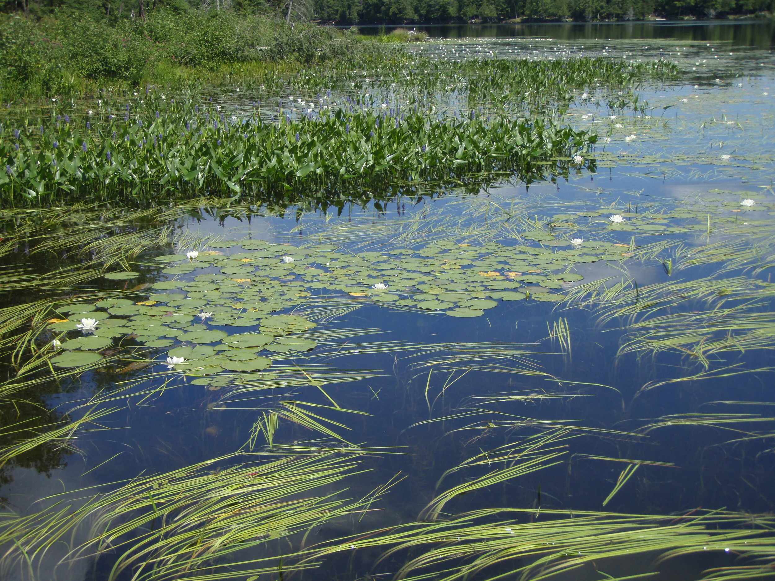 About Big Long Lake — Big Long Lake Association