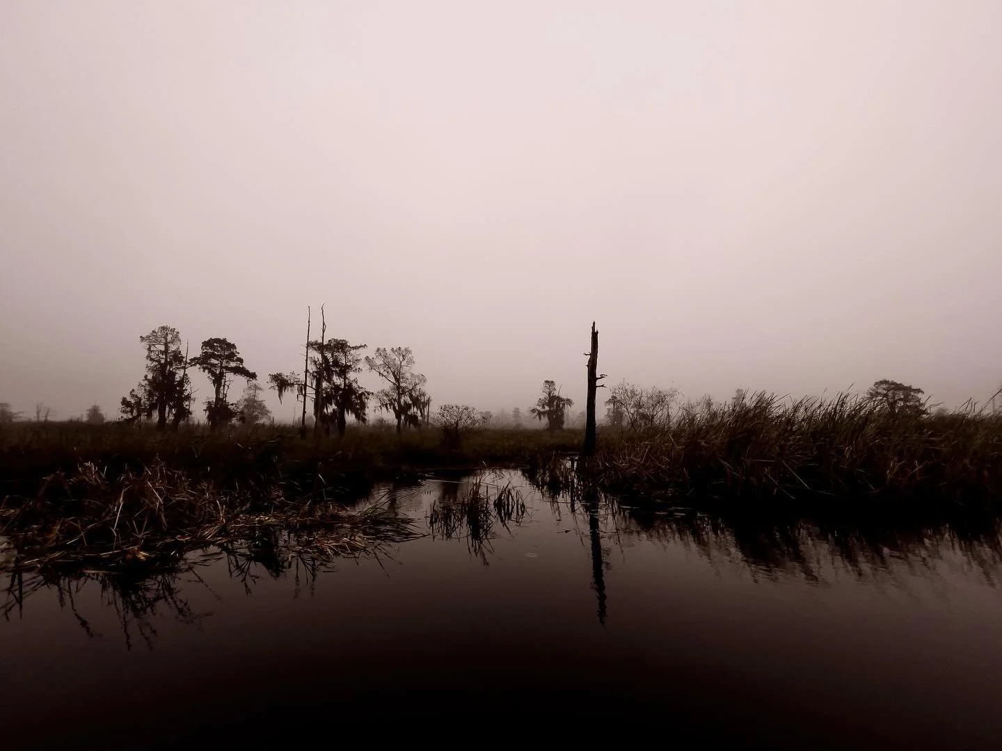 Swampy winter mornings