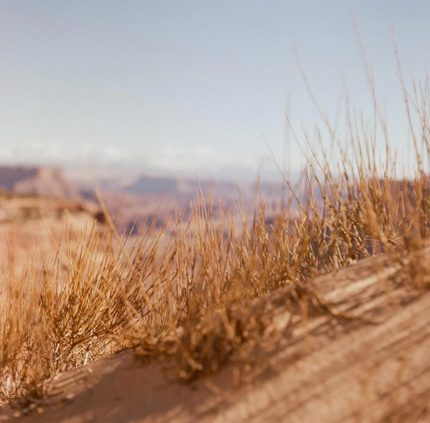 Desert scans from my Mamiya C33
