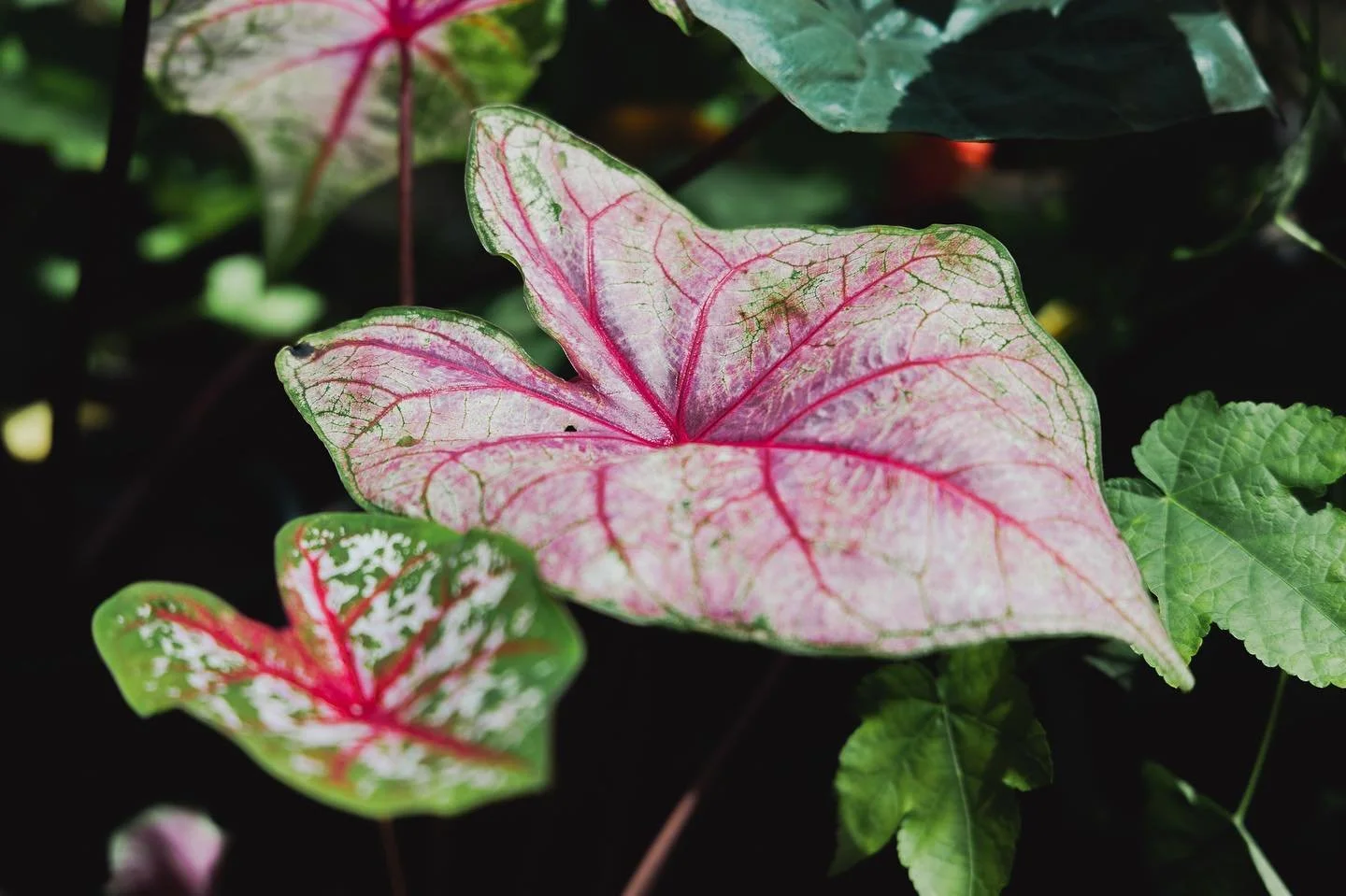 Pink Caladium or often called angel wings. Low maintenance yet beautiful. My kind of lady.