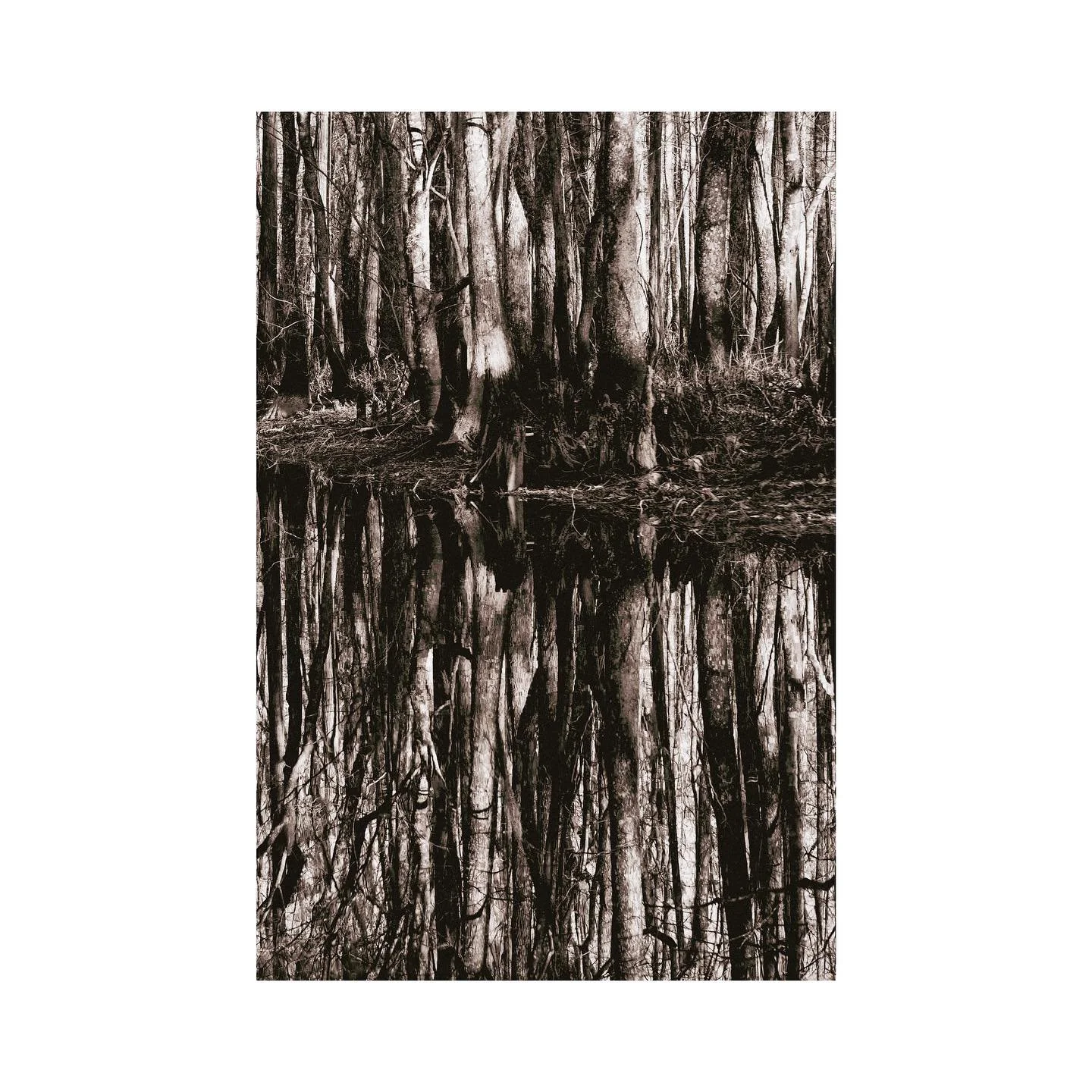 Big Swamps, 2021.