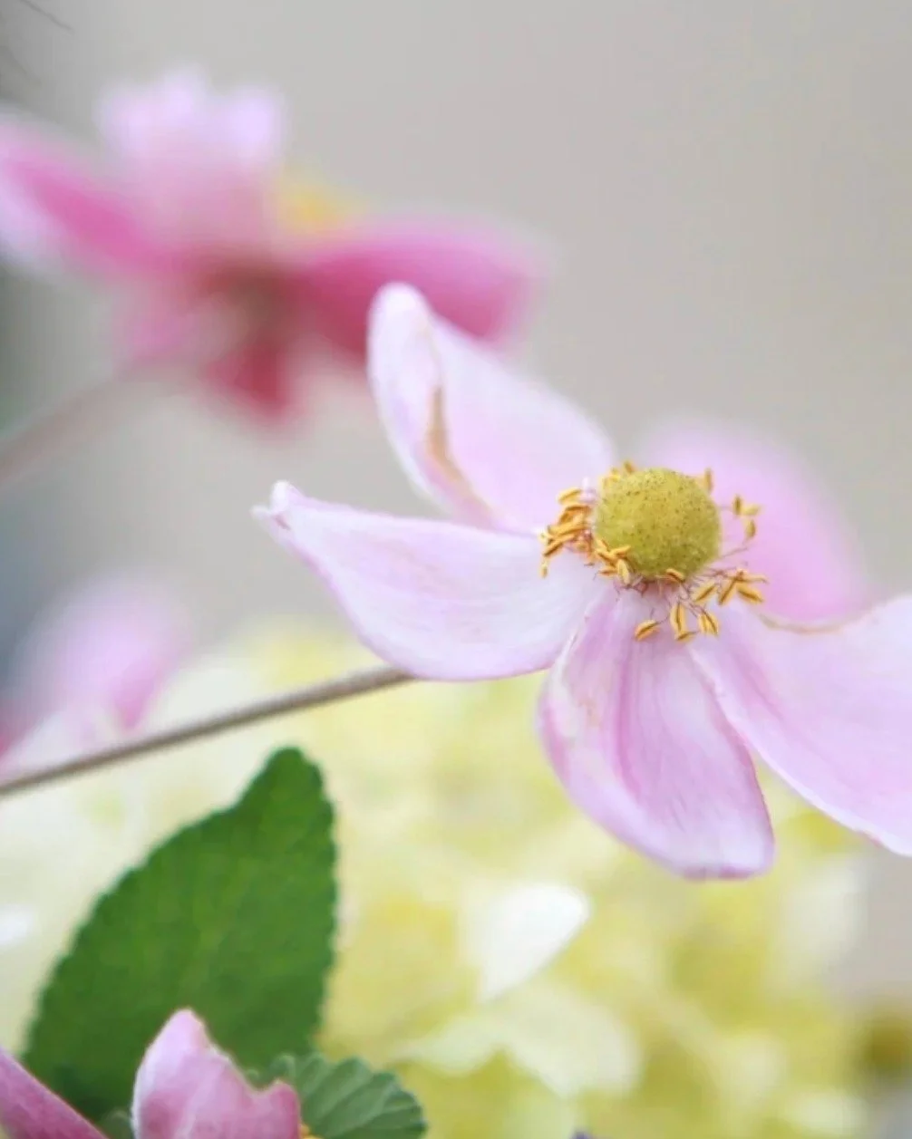 Winter is perfect for slowing down and creating little moments of joy. ❄️🎨

 My upcoming studio letter shares Winter Artist Dates&mdash;ideas to nurture creativity even on chilly days, along with some other inspiring things.

Sign up via the link in