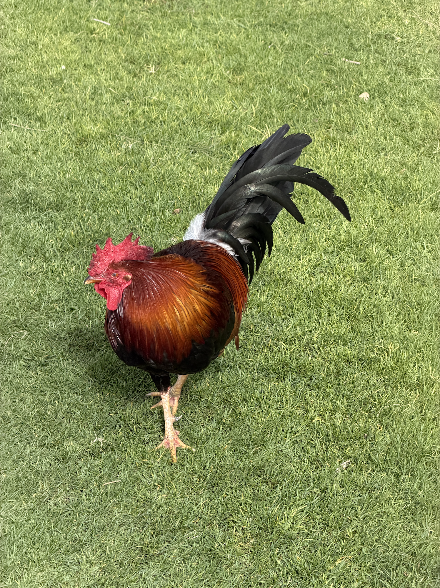 Screenshot 2026-01-25 at 4.12.40 PM.png