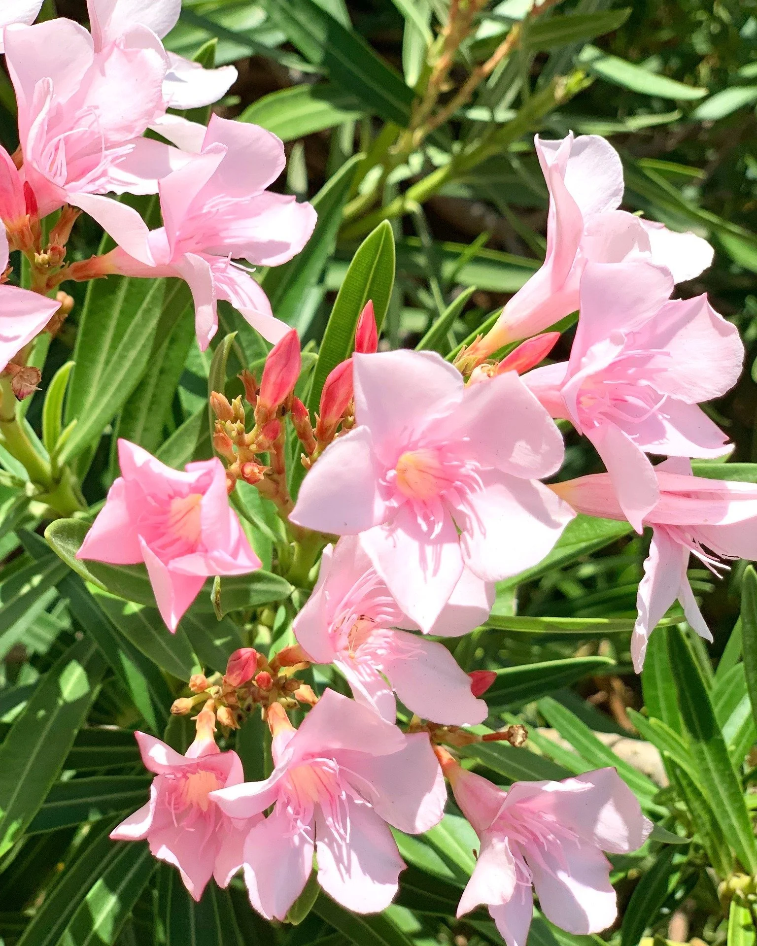 The greenery here is alive with color, shifting as the breeze moves.
Chartreuse leaves glow in the sunlight, and the fuchsia blooms really stand out against them.
I keep noticing how the light changes on each leaf and petal from moment to moment.
It&