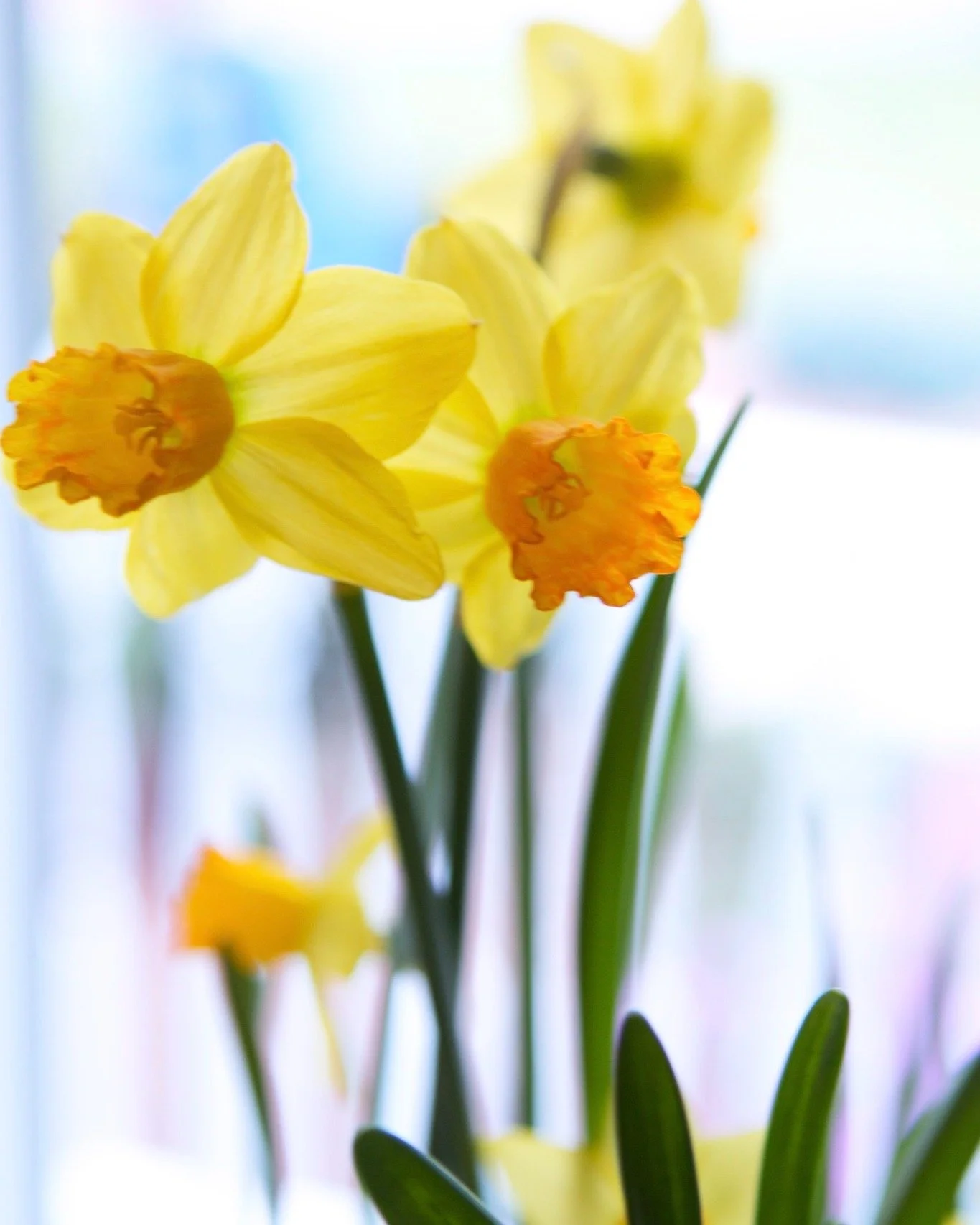 A little shift in the garden lately&hellip; 🌱

After a long New England winter, things are starting to come back into focus&mdash;color showing up again, light feeling a little different, everything softening into a new rhythm.

I love going out int