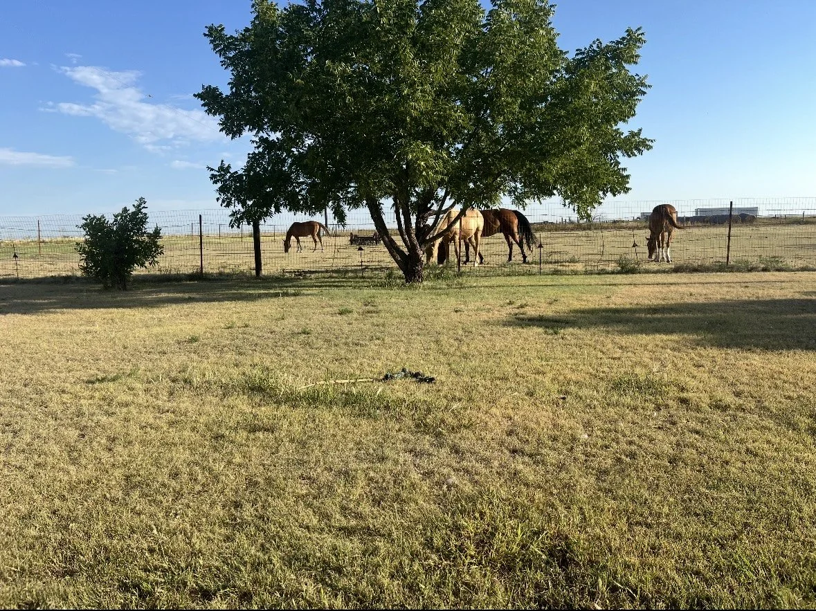 IMG_7959.jpg