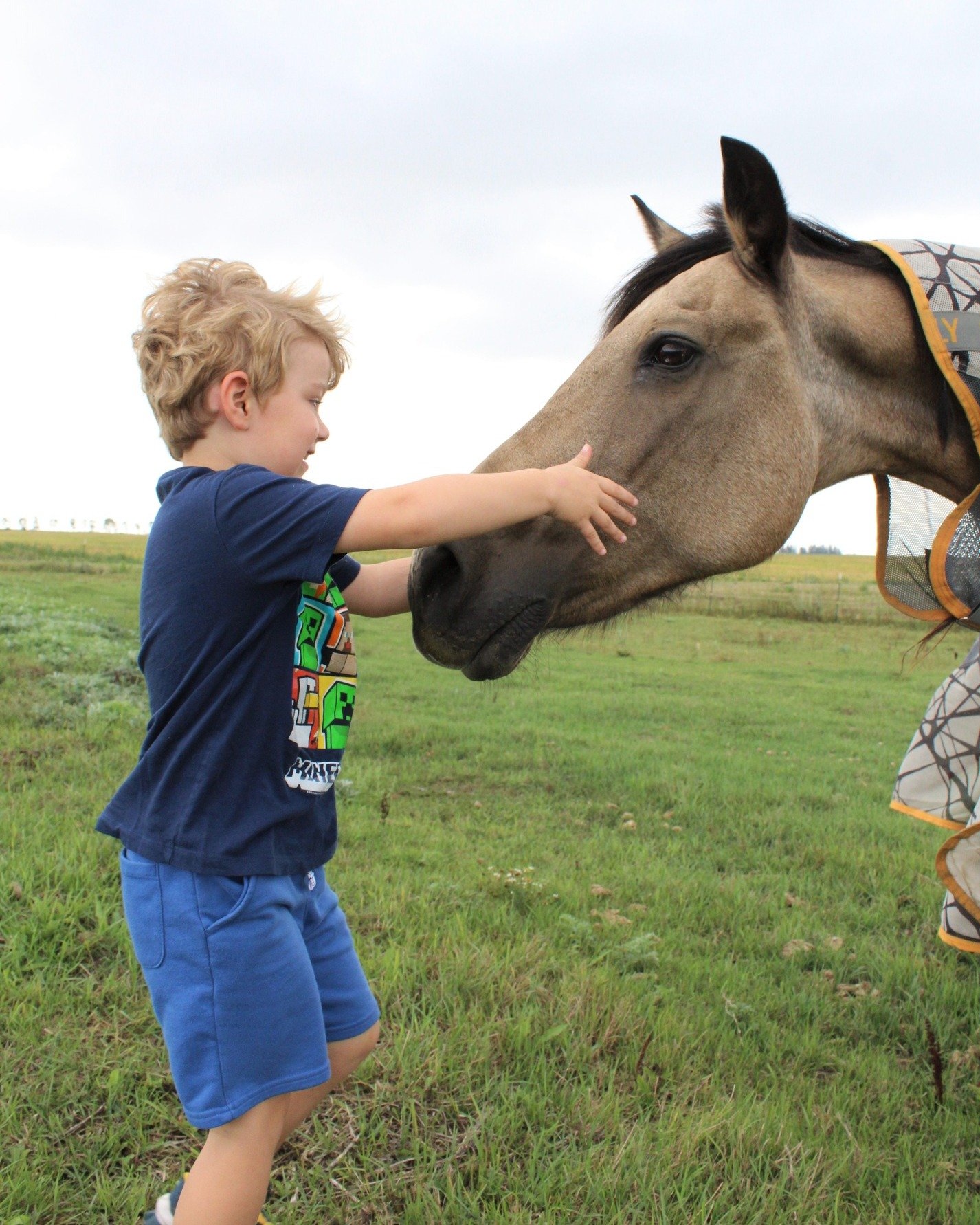 Cori is *23* today! 🥳 Happy birthday buddy! 💙

 #turtlemountainflax #northdakota #flaxforhorses #morganhorse #northdakotamade #horsesandkids #morganhorsesofig