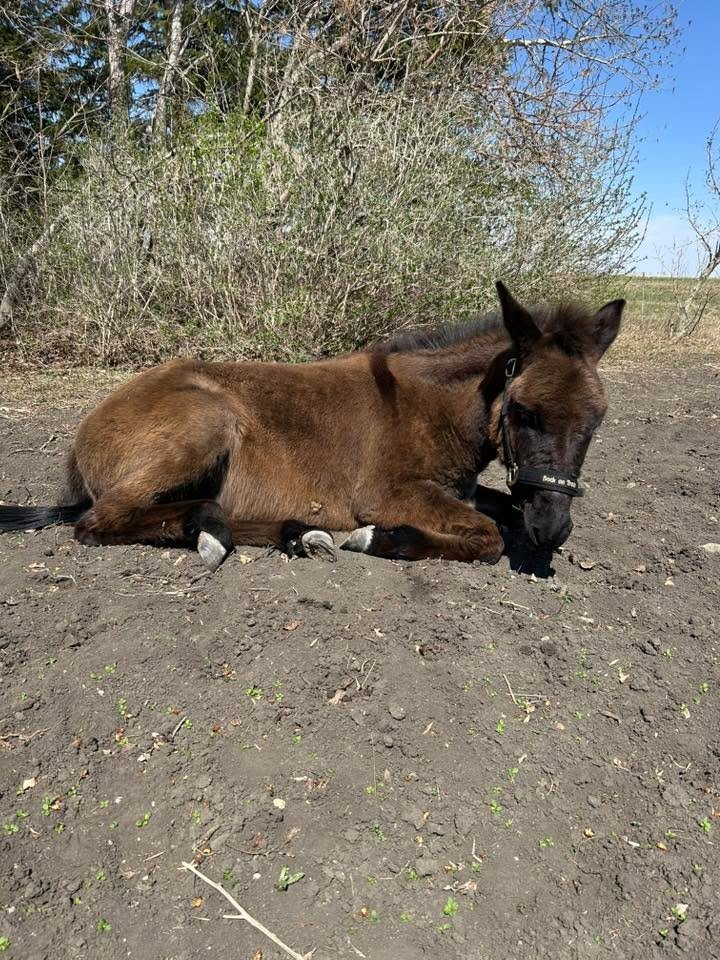 Isn't Festus a little cutie, napping in the sun? His owner gets both our flax and h pellets for her animals 🥰 Thank you for sharing, Julie! 

 #northdakotagrown #coldmilledflax #turtlemountainflax #northdakota #flaxforhorses #ppidhorses #horsesuppli