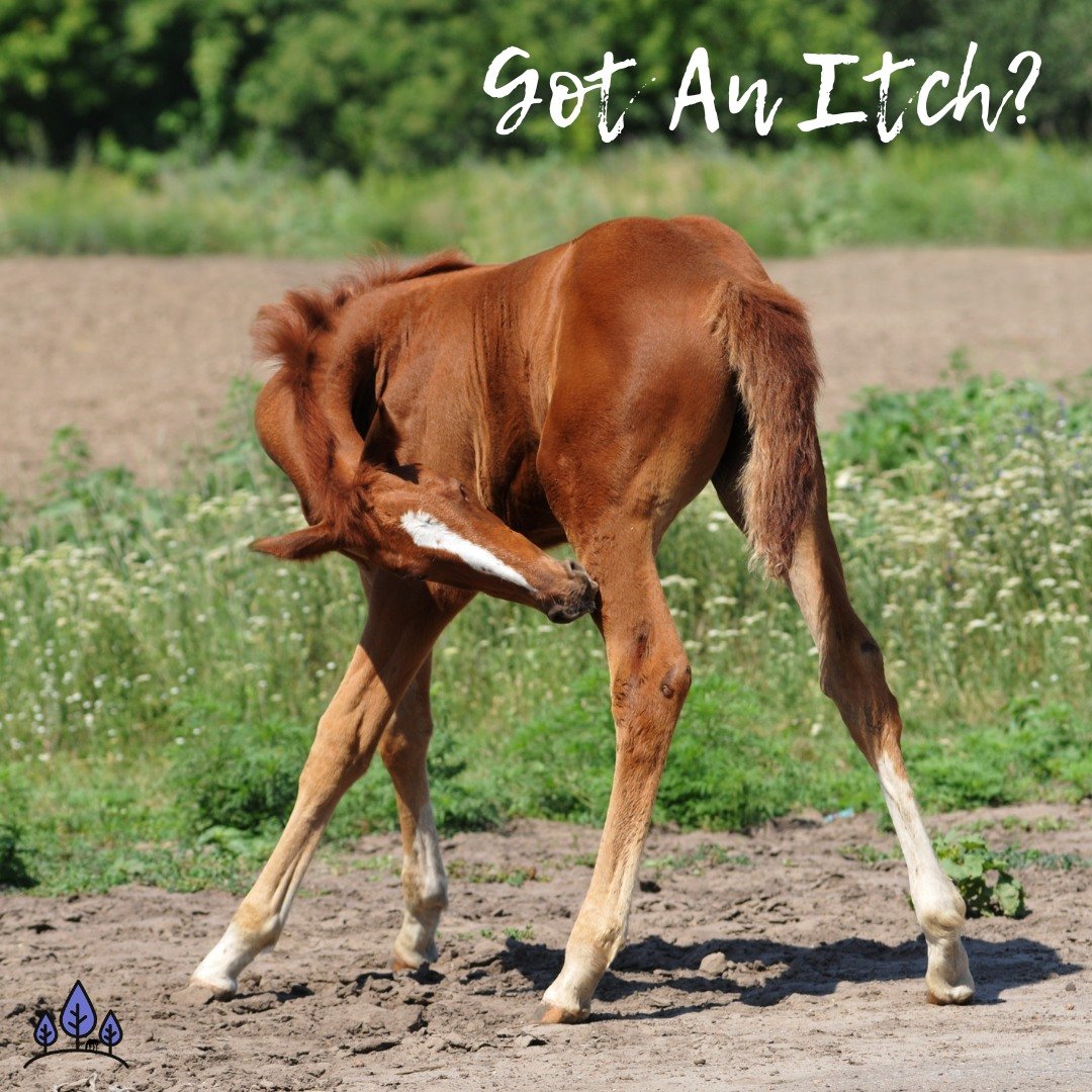 'Tis the season for insect bite hypersensitivity, atopic dermatitis &amp; other reason to be itchy! And, feeding flax might help! 🤓

In an article for the World Association of Veterinary Dermatology, many studies were looked into for all these itchy