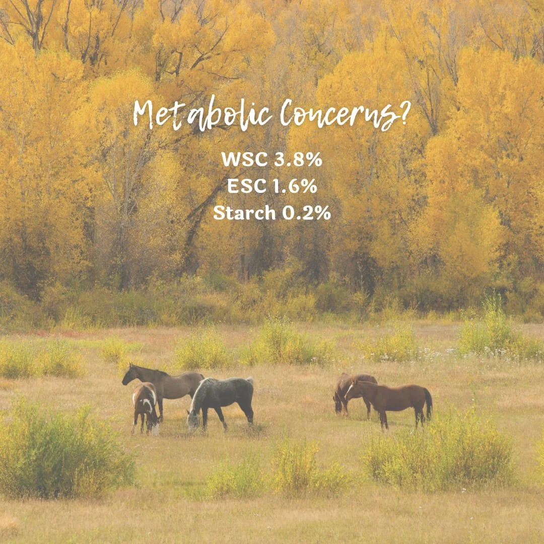 Do you have a horse with a metabolic condition like Cushings/EMS/PPID? 
We feel you. We've dealt with it too. 💜
We, of course, like to test our flax to have exact values for various things, like fat and protein percentages, but especially for those