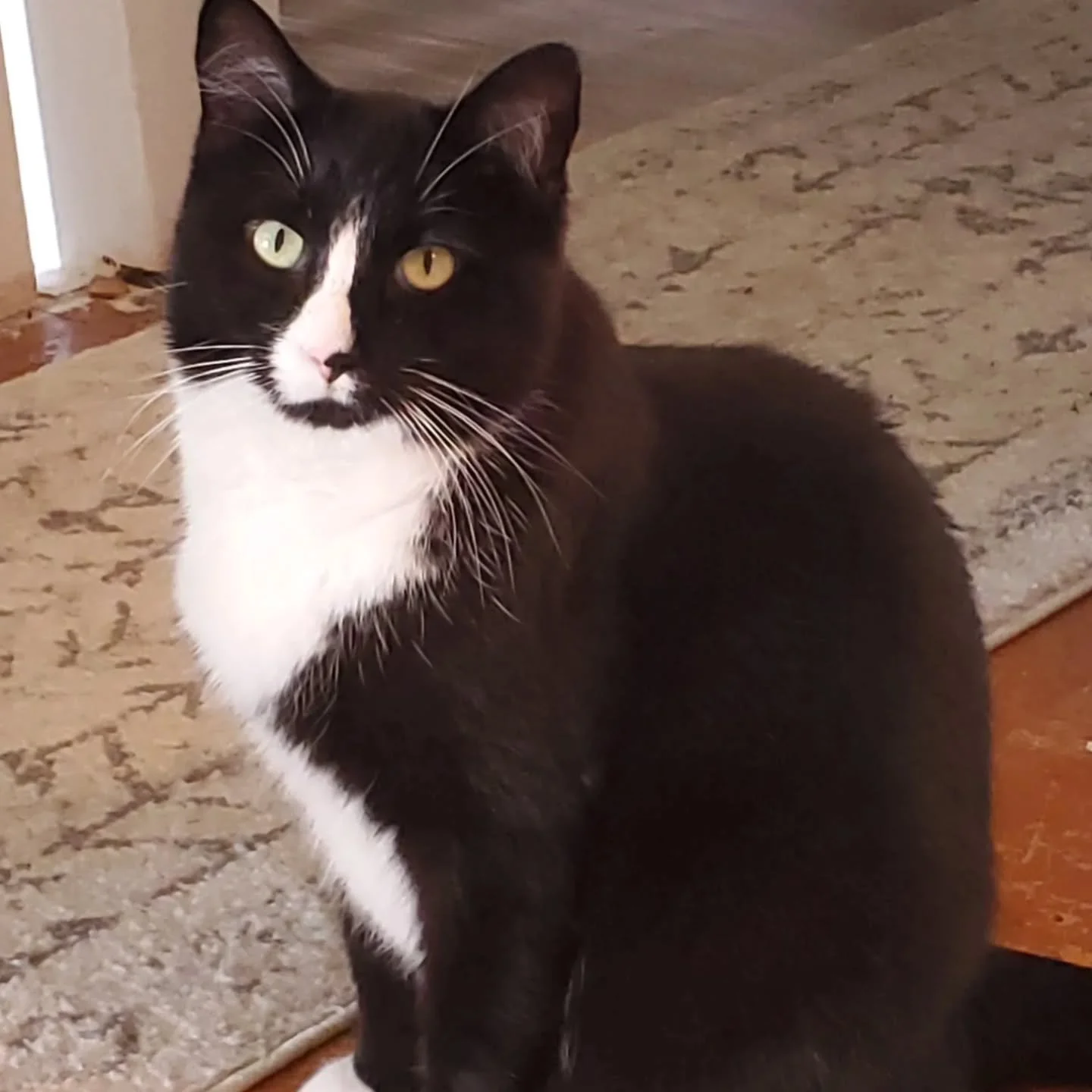 Happy national cat day! We love our chaos-causing Sheldon 😅 Do you have a kitty too? 🐈&zwj;⬛